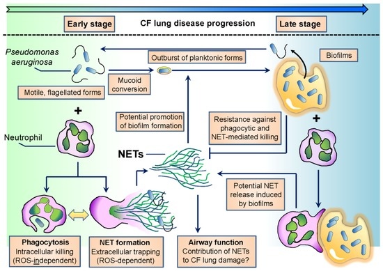 Pathogens Free Full Text Interactions Between Neutrophils And Pseudomonas Aeruginosa In Cystic Fibrosis Html