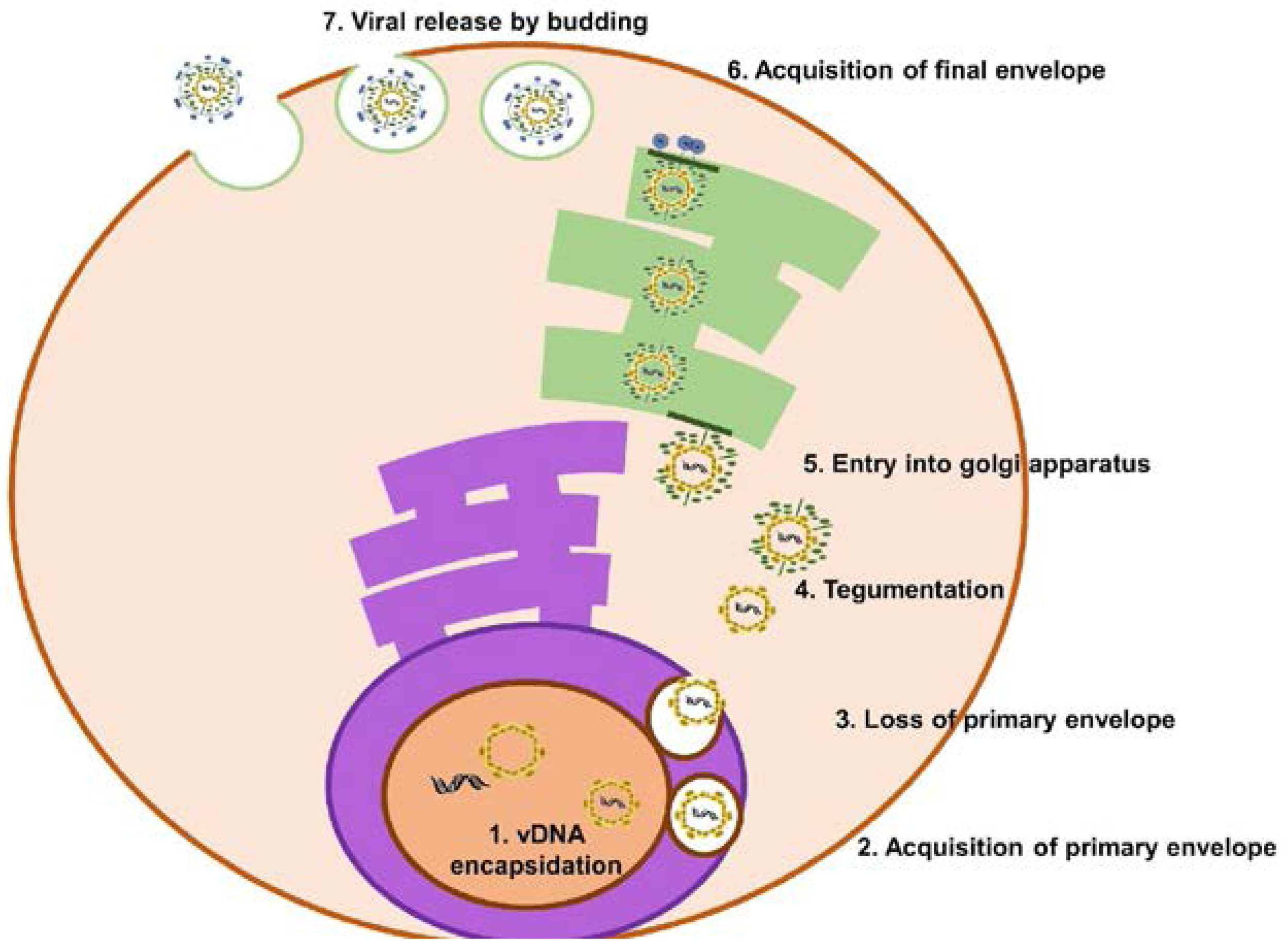 Pathogens 06 00034 g003