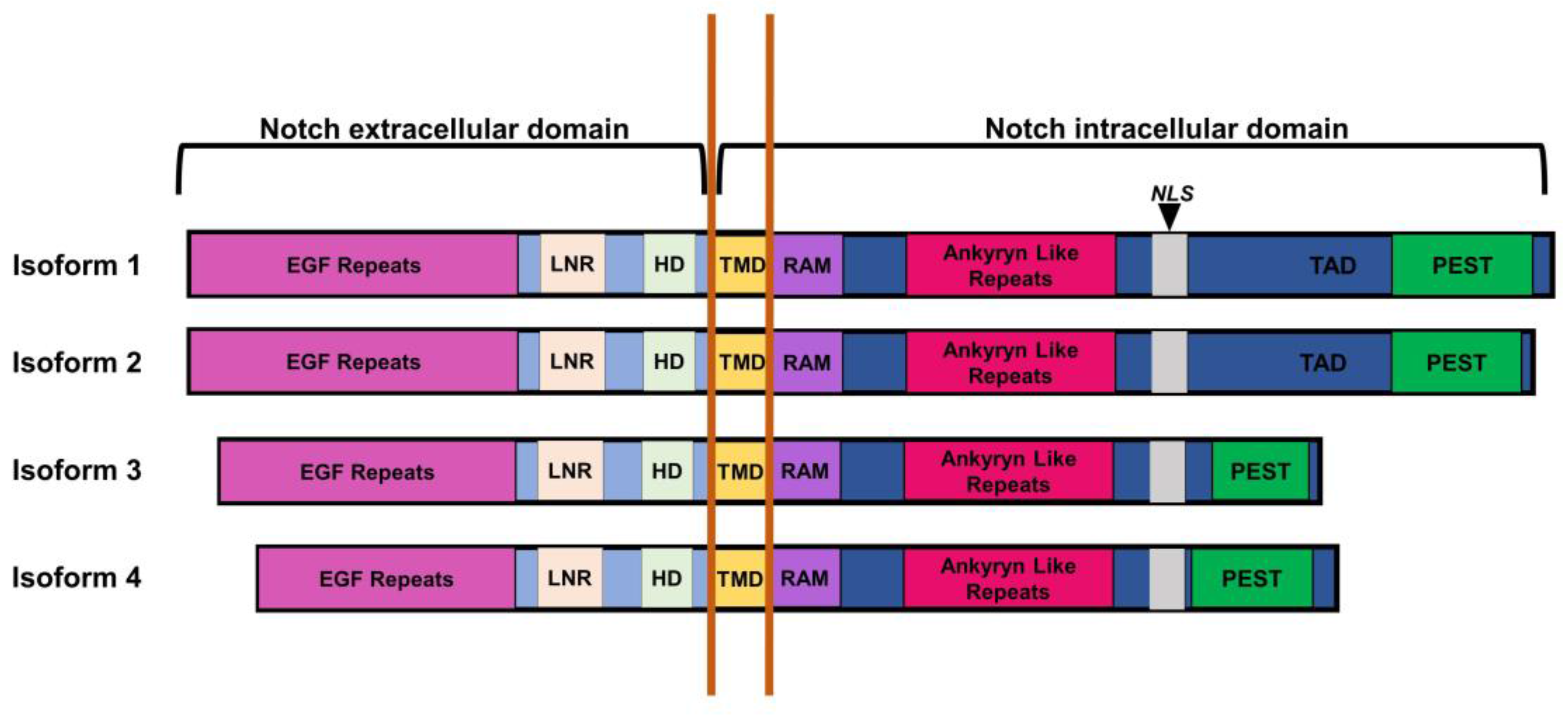 Pathogens 06 00034 g008