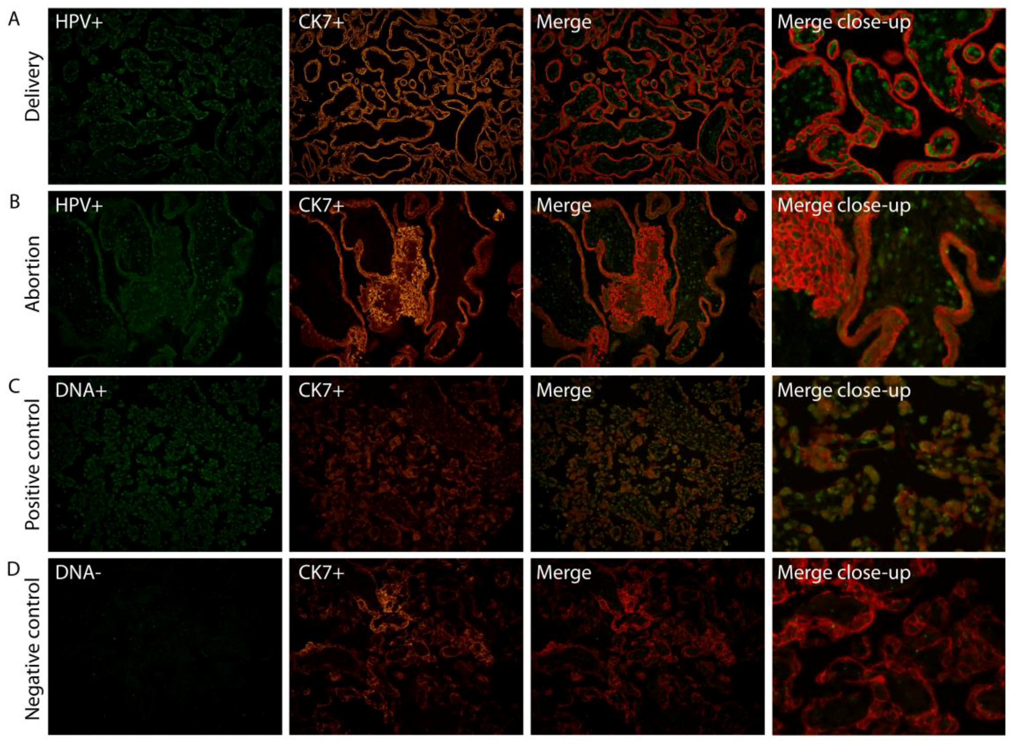 Pathogens 06 00040 g001