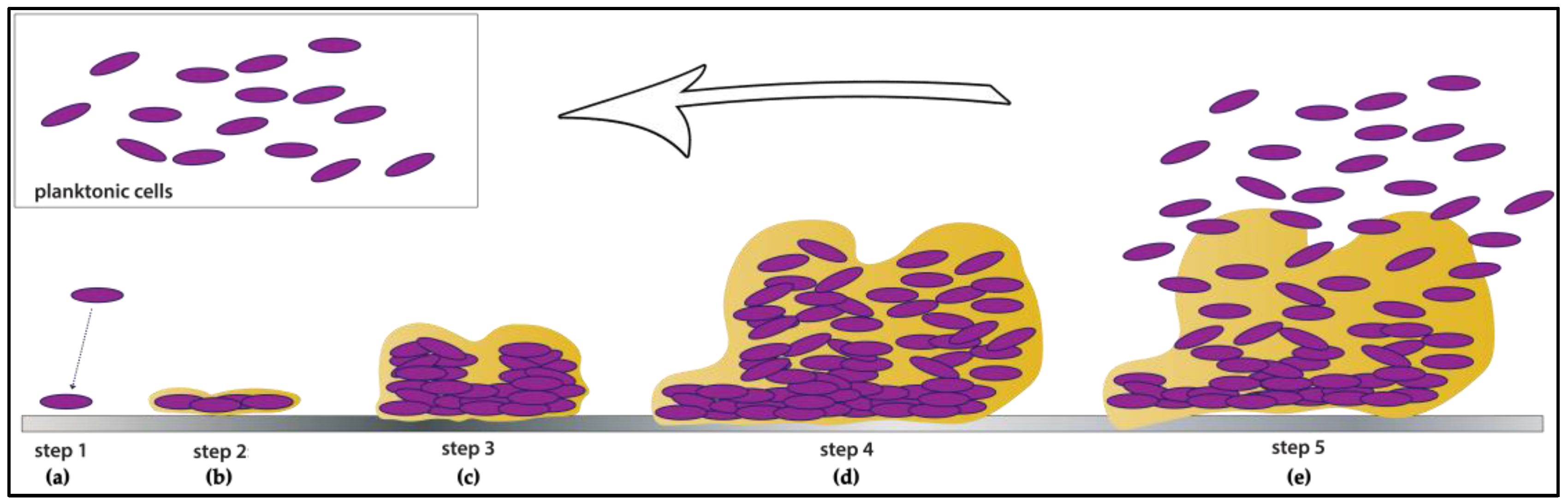Pathogens 06 00041 g001