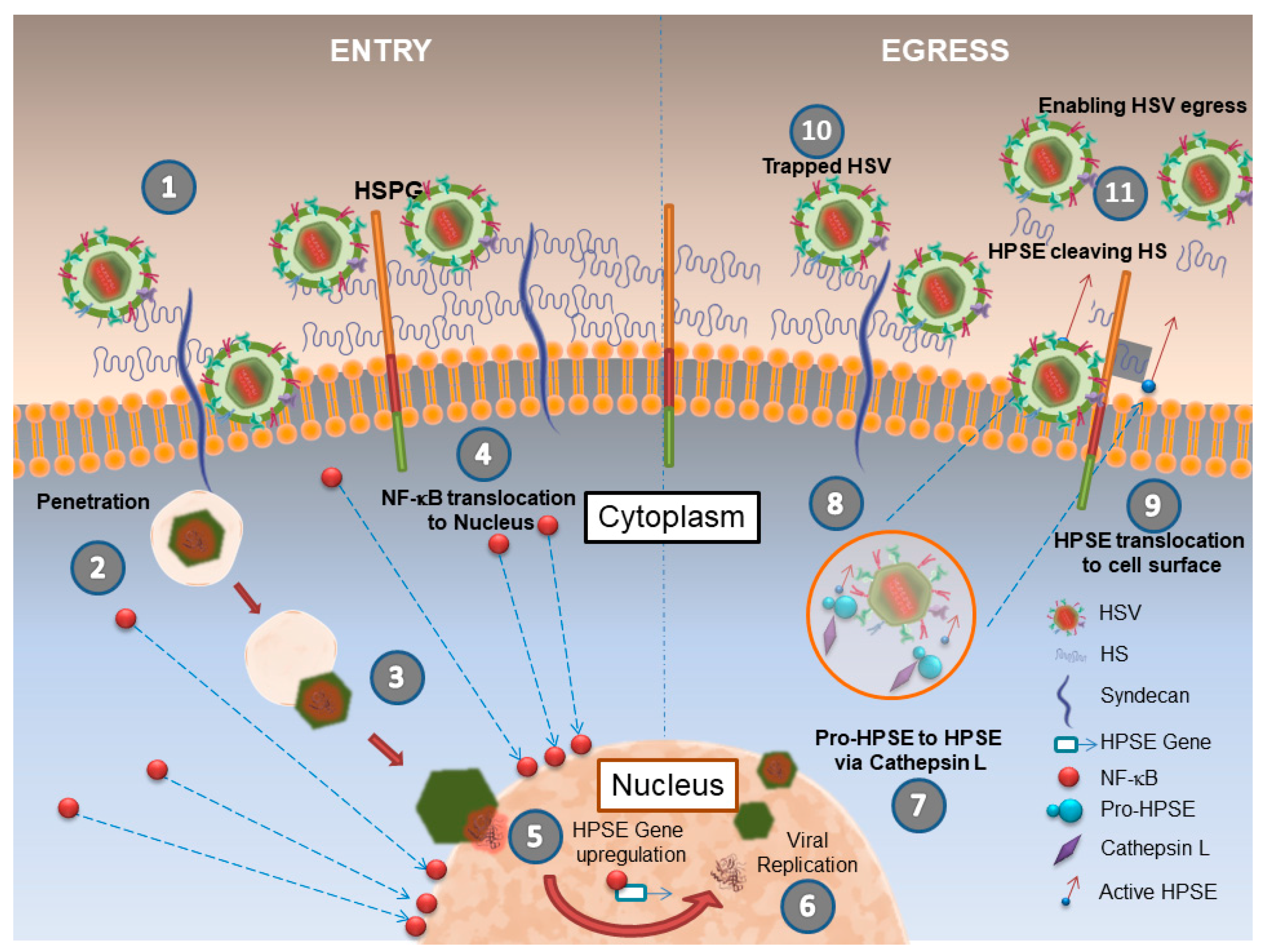Pathogens 06 00043 g001