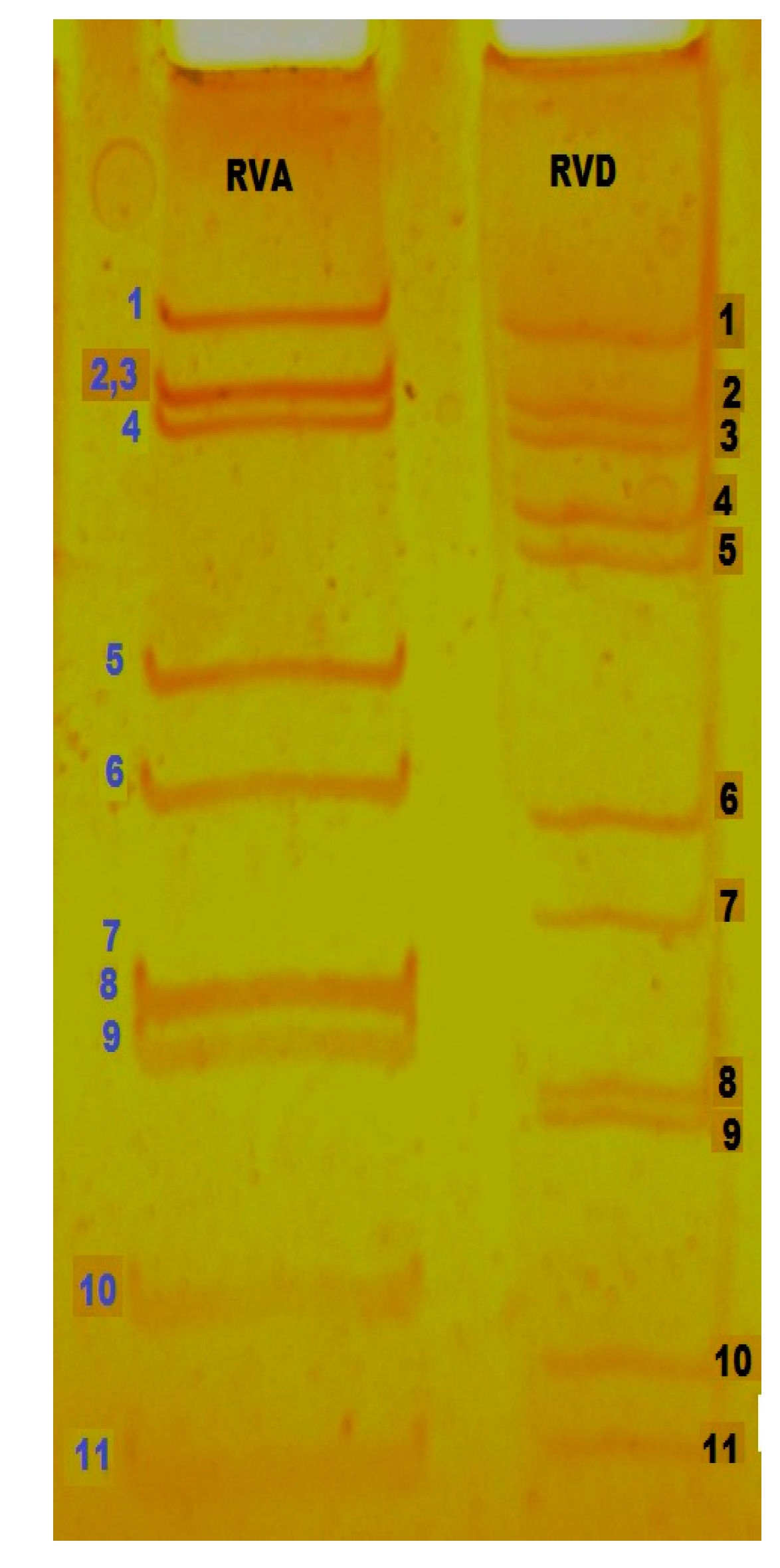 Pathogens 06 00053 g003