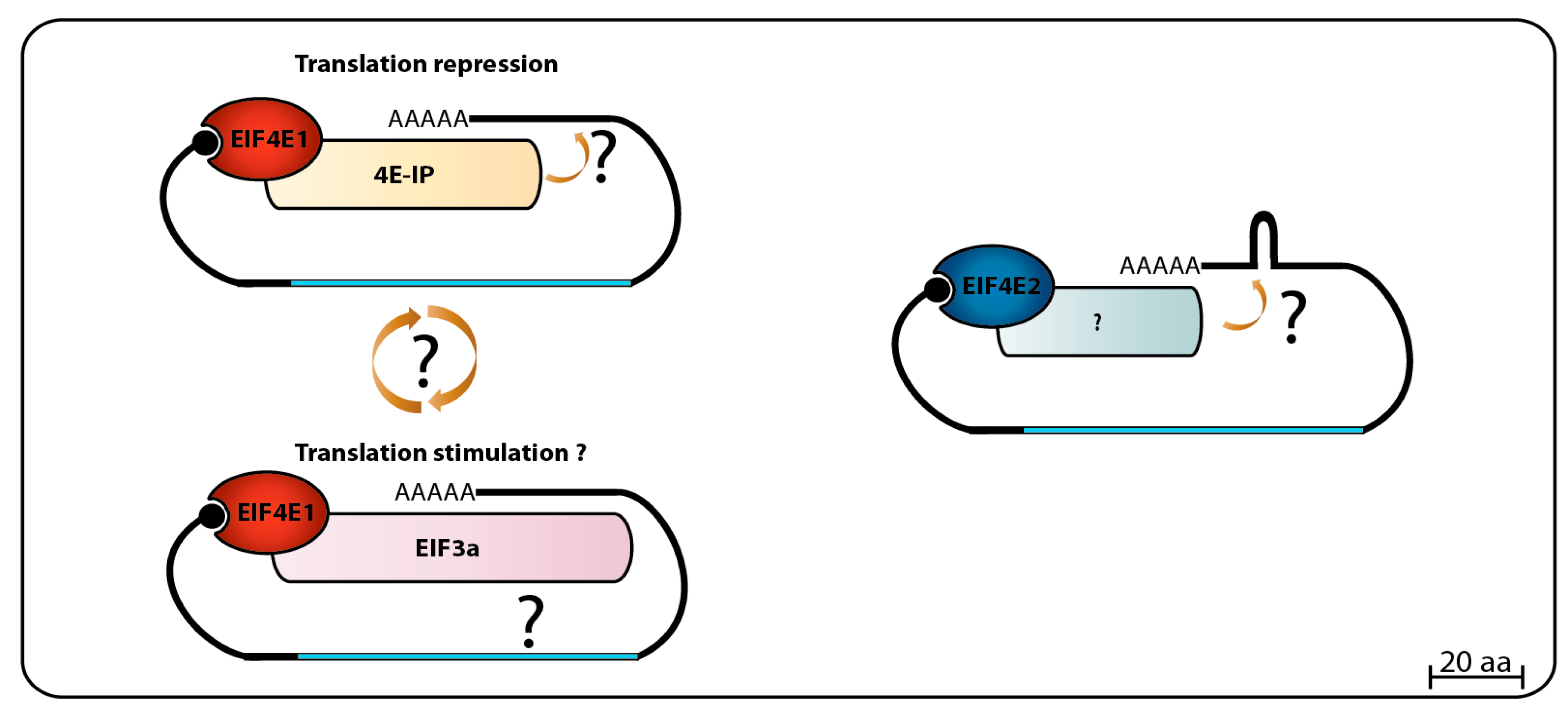 Pathogens 06 00055 g002