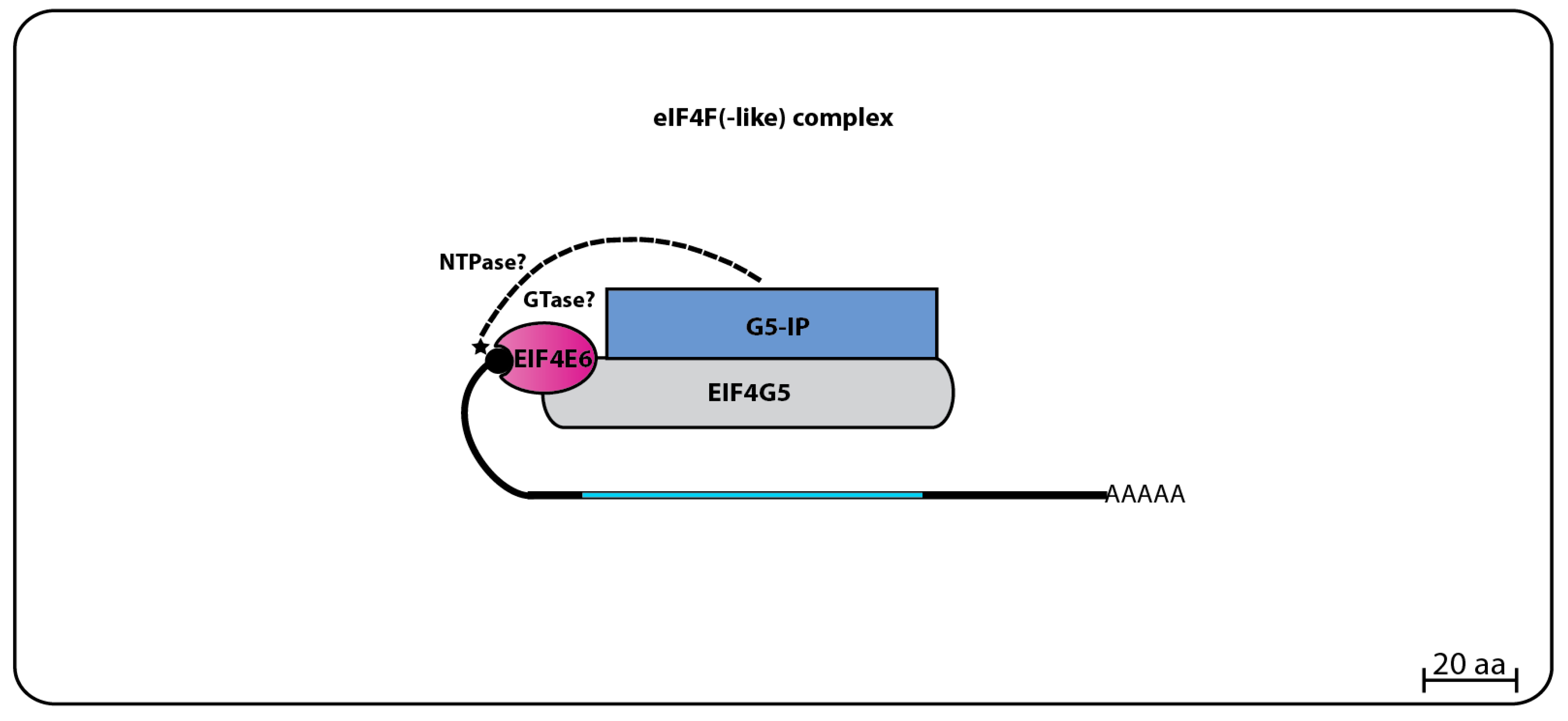 Pathogens 06 00055 g007