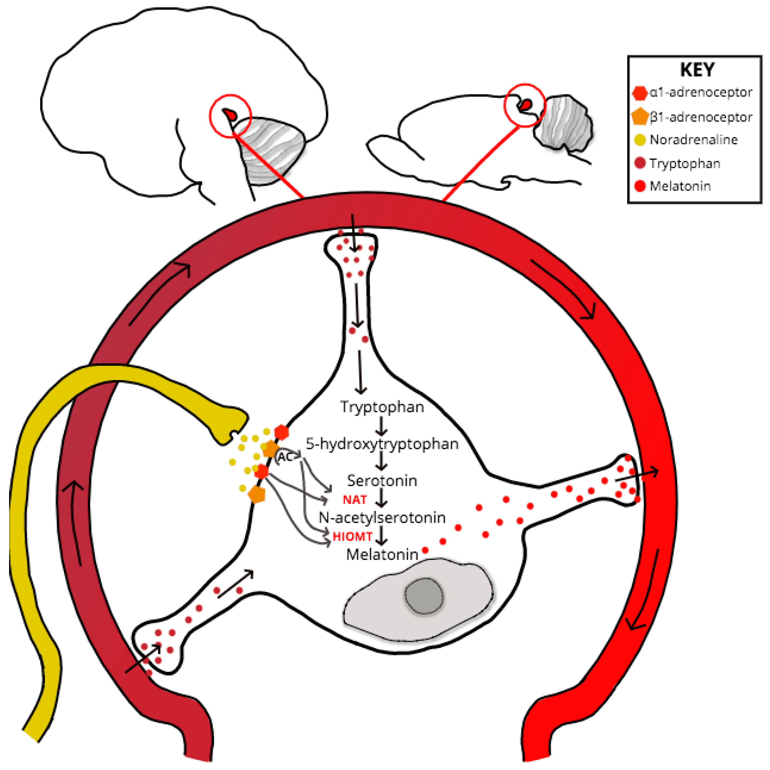 Pathogens 06 00058 g002 Pathogens 06 00058 g002