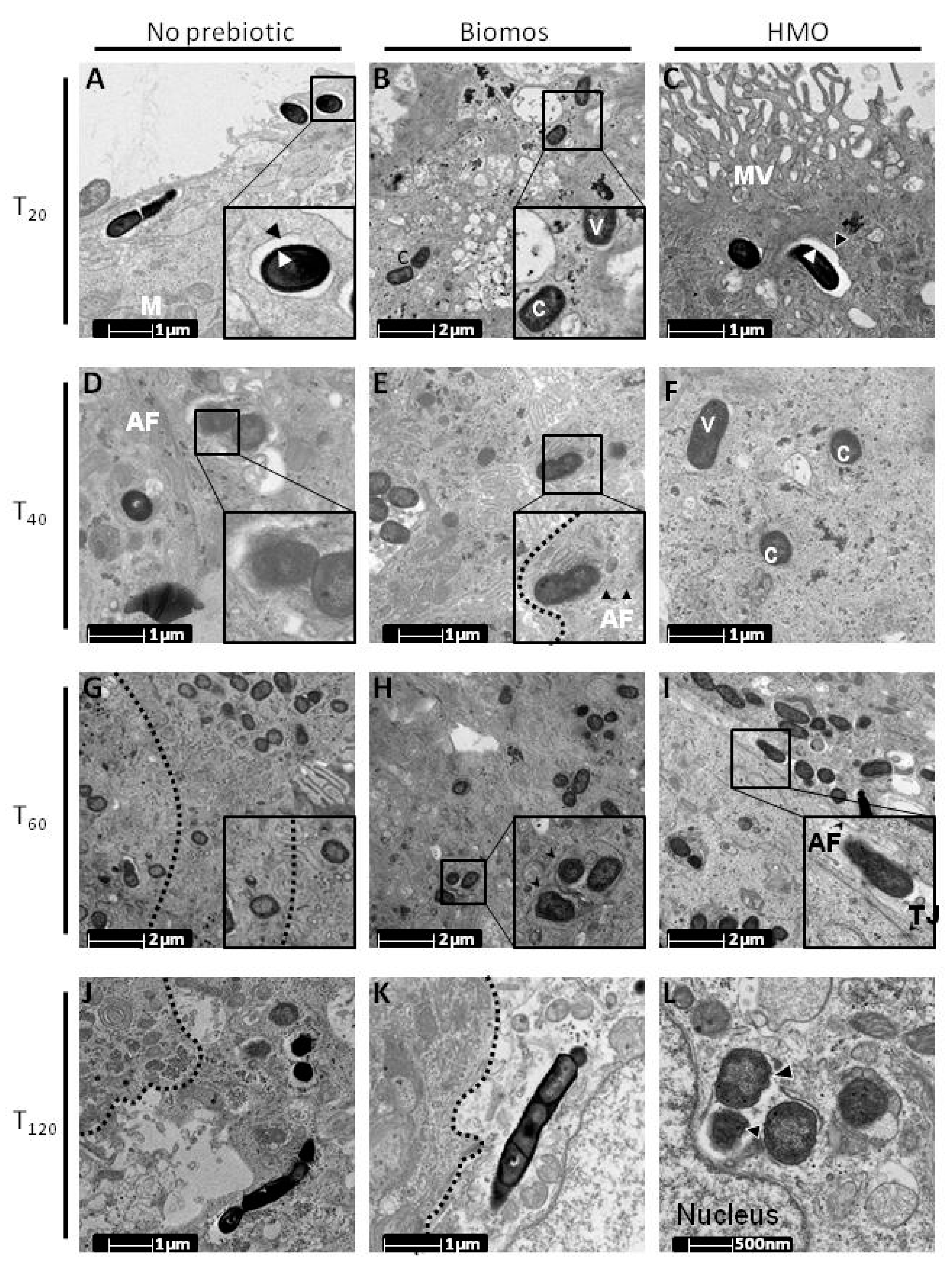 Pathogens 06 00068 g002 Pathogens 06 00068 g002