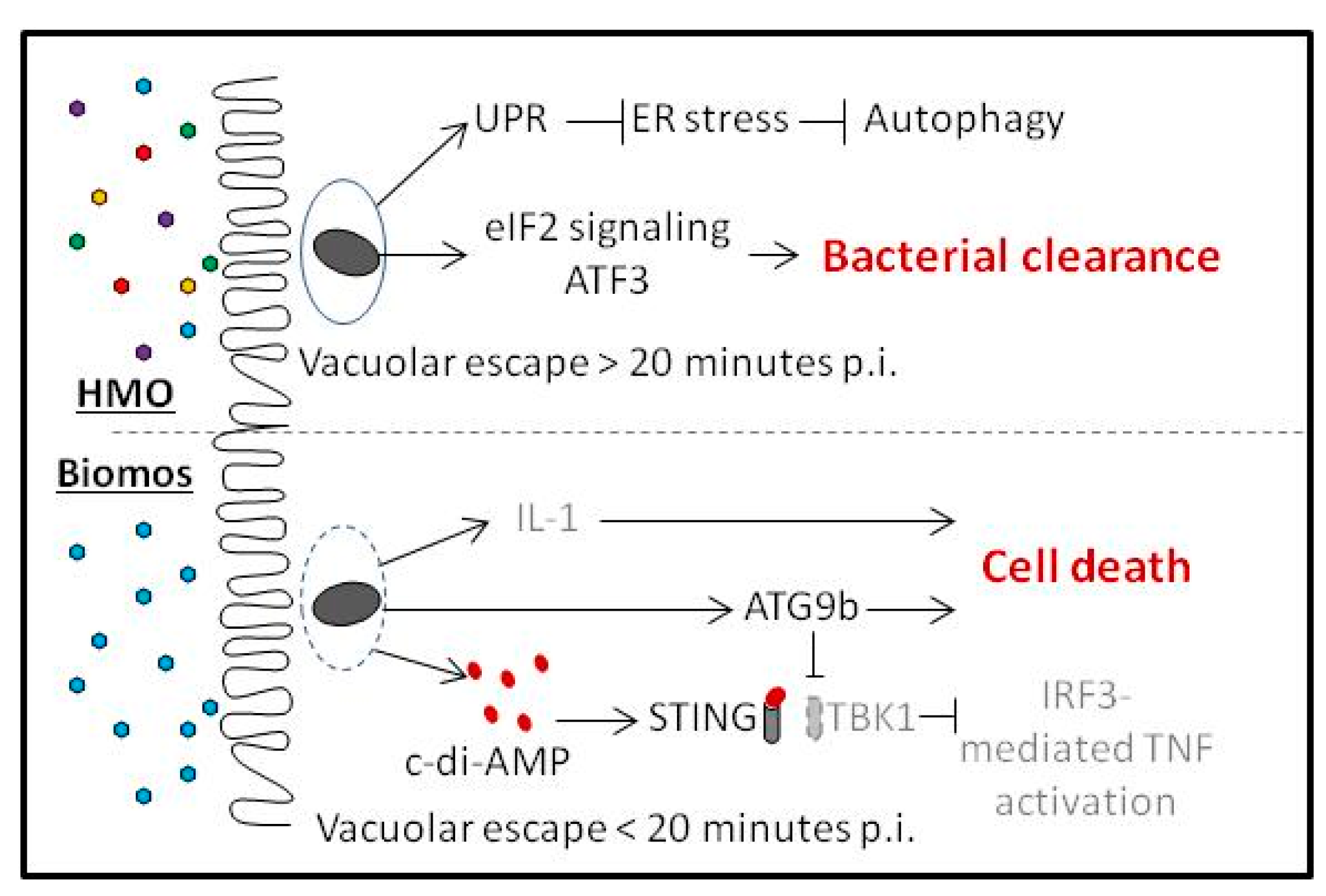Pathogens 06 00068 g005 Pathogens 06 00068 g005