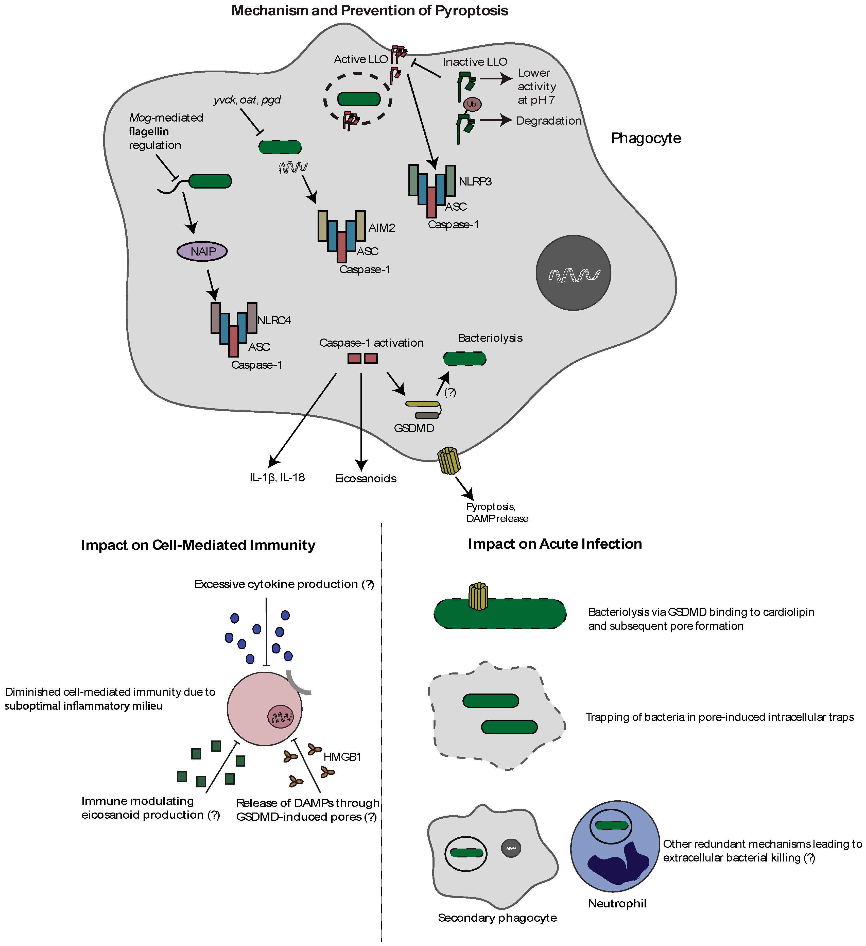 Pathogens 07 00008 g002 Pathogens 07 00008 g002