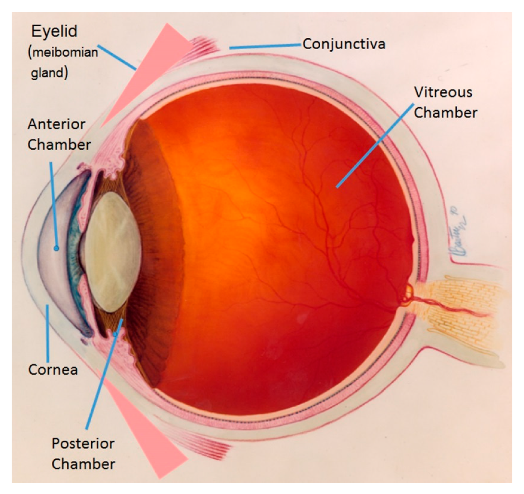 How Tears Work  National Eye Institute