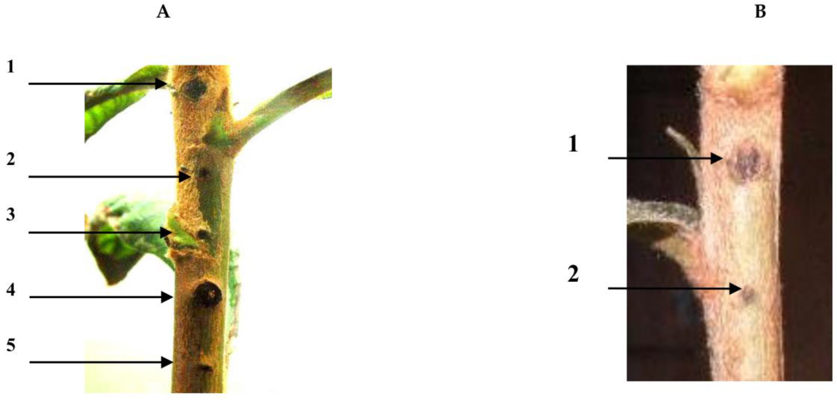 Pathogens 07 00041 g003 Pathogens 07 00041 g003