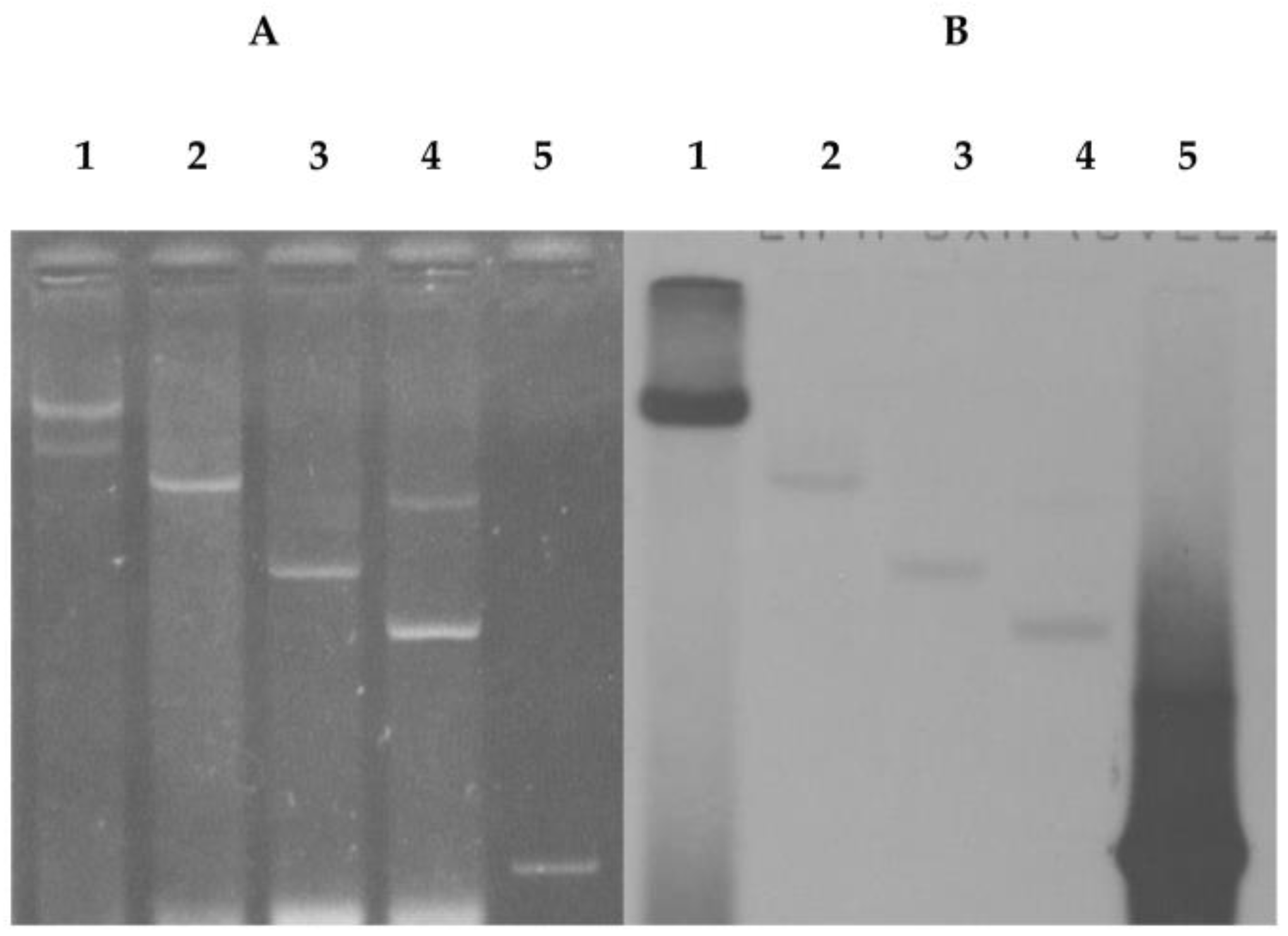 Pathogens 07 00041 g005 Pathogens 07 00041 g005