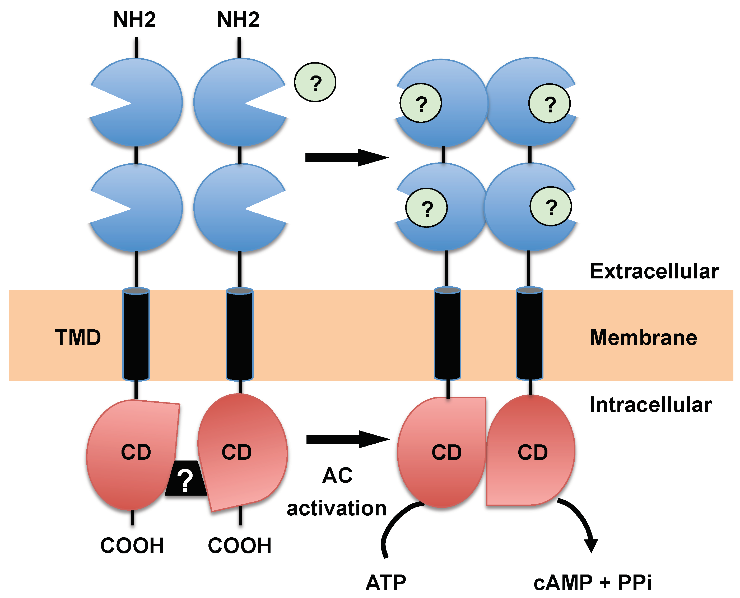 Pathogens Free Full Text Adenylate Cyclases Of Trypanosoma Brucei Environmental Sensors And Controllers Of Host Innate Immune Response Html