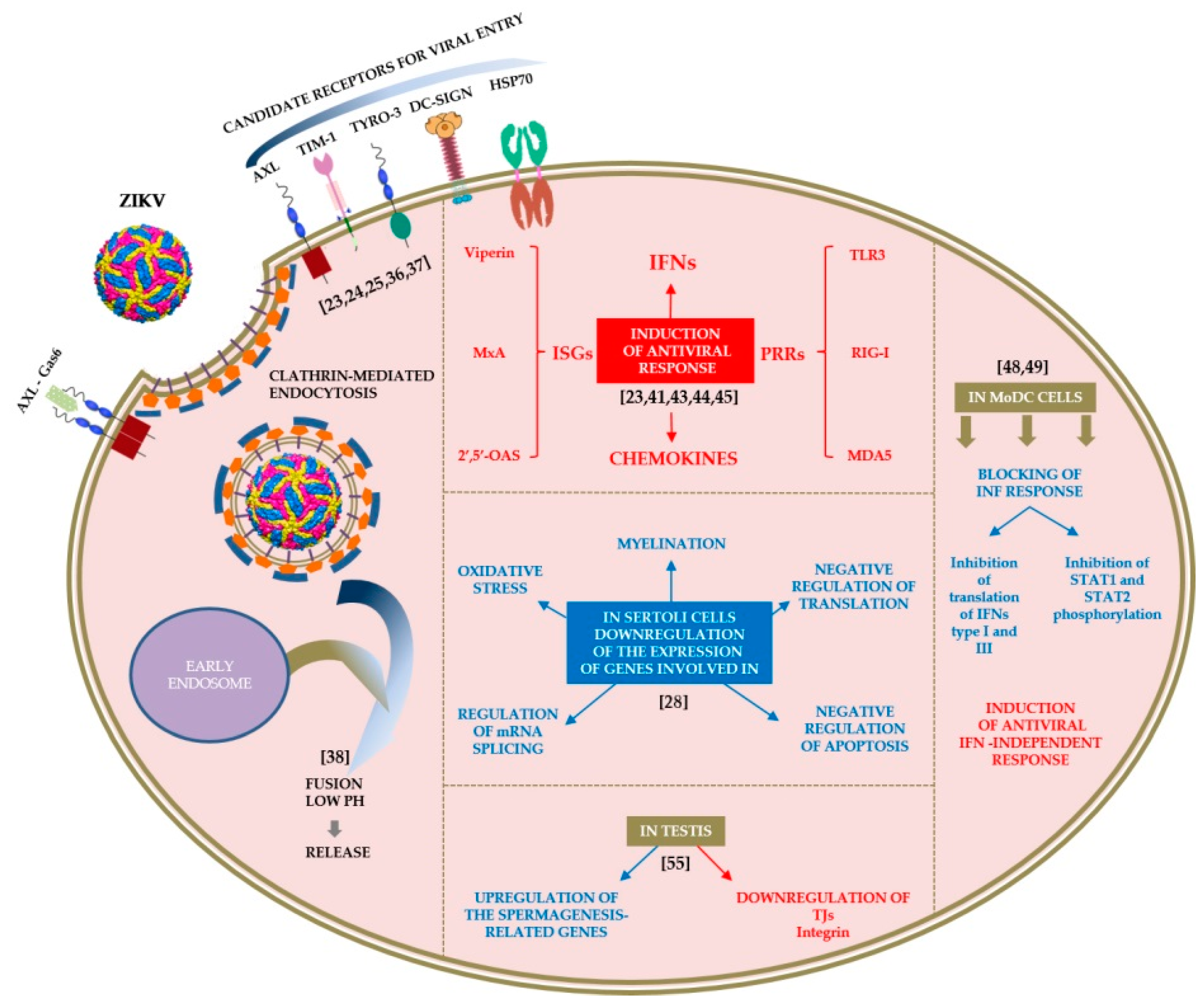 Pathogens Free Full-Text An Update on Sexual Transmission of Zika Virus