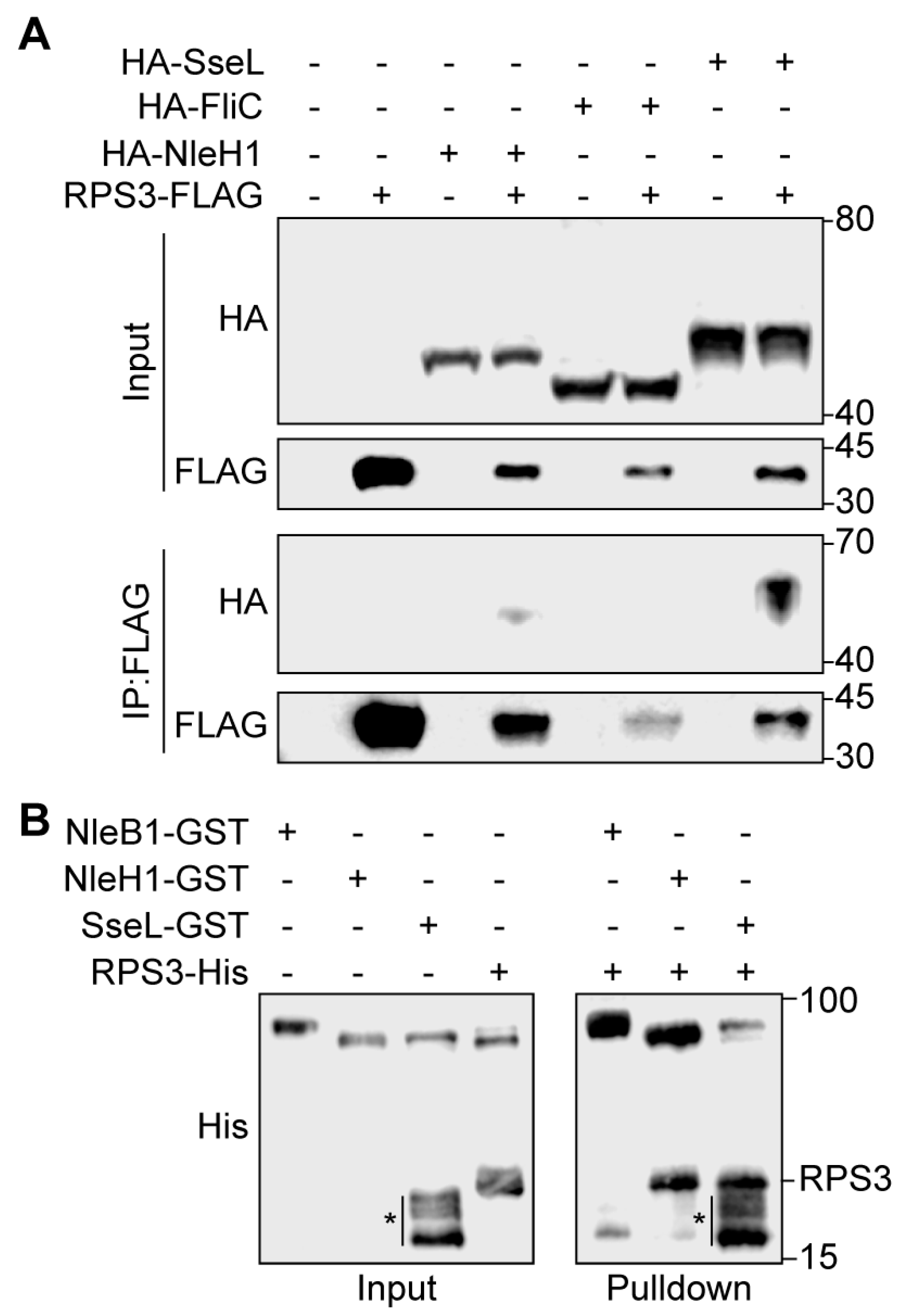 Pathogens 07 00086 g002 550