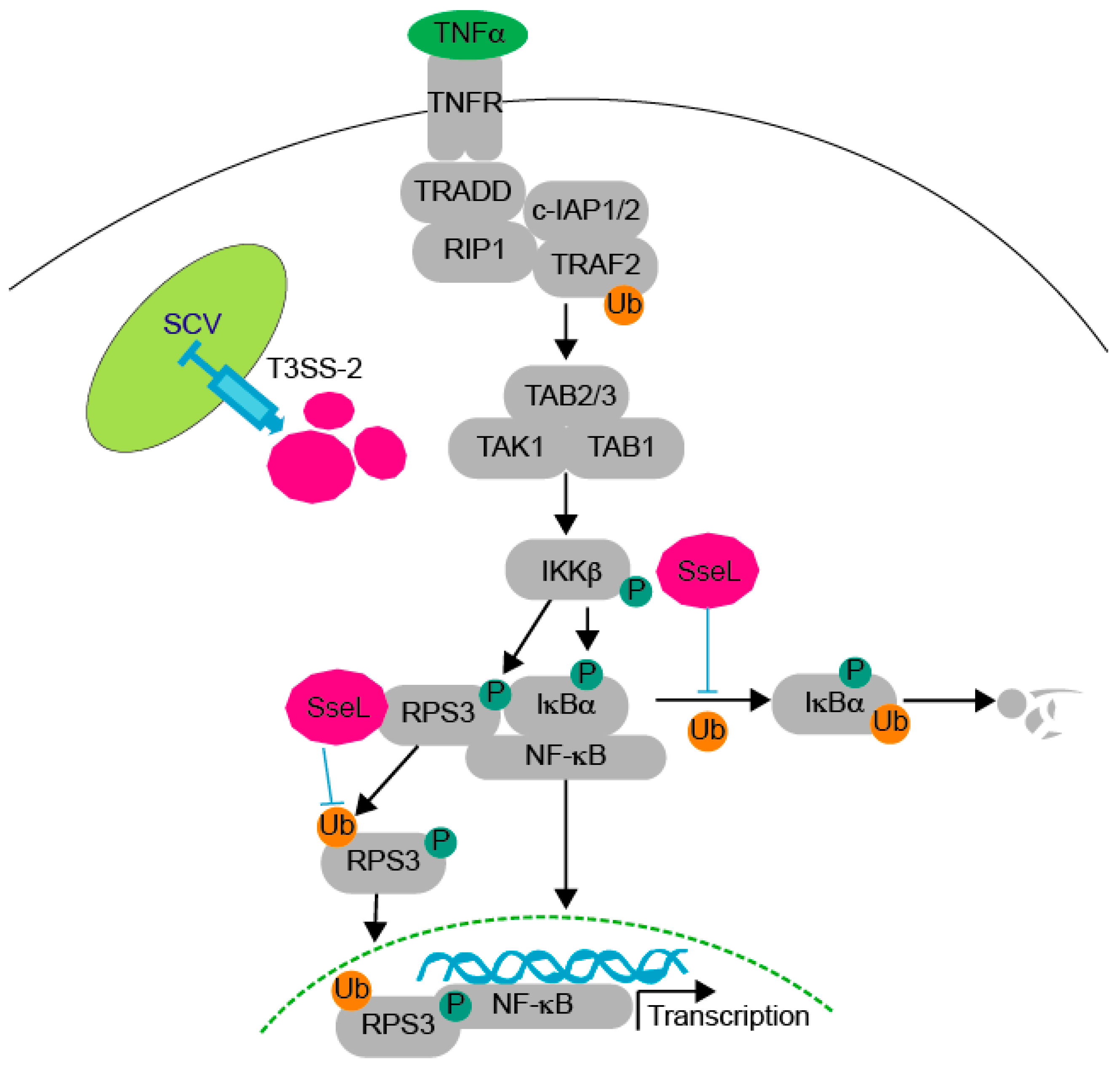 Pathogens 07 00086 g005 550