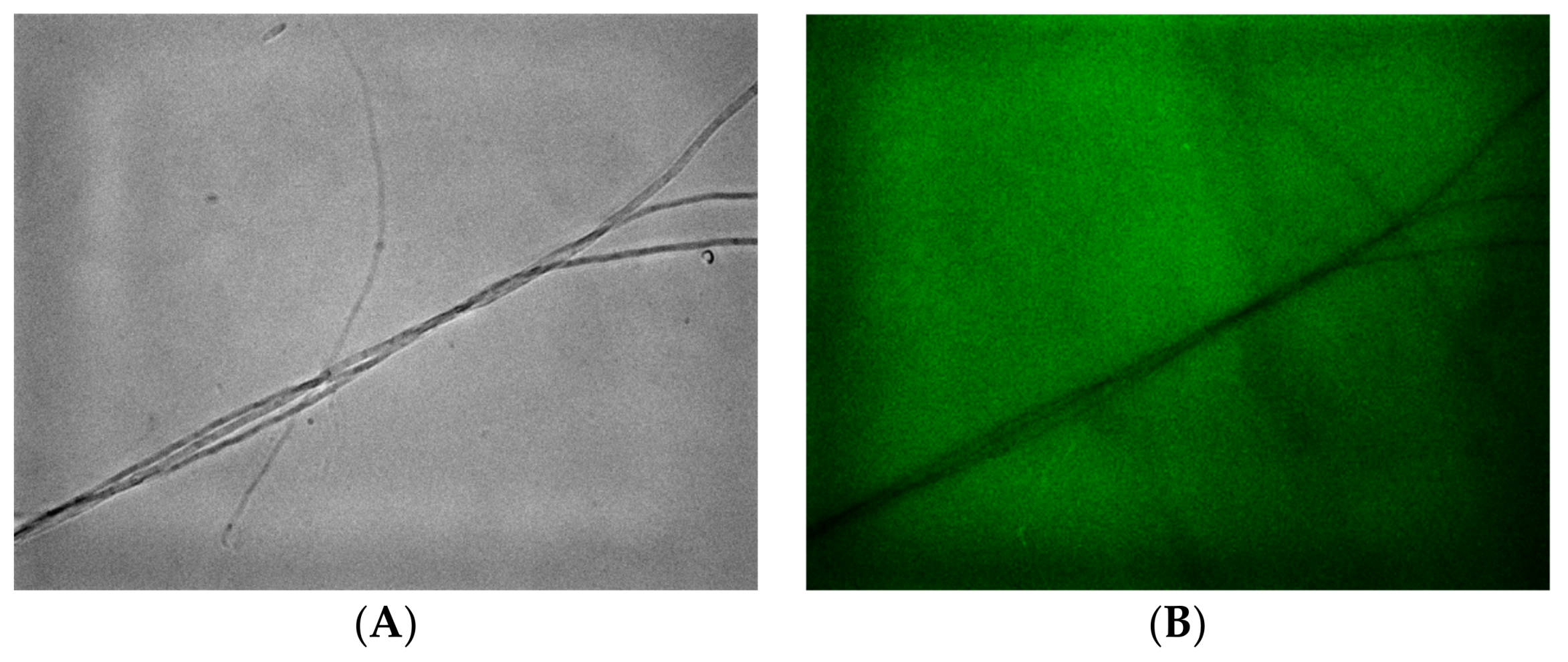 Pathogens 07 00090 g002a 550