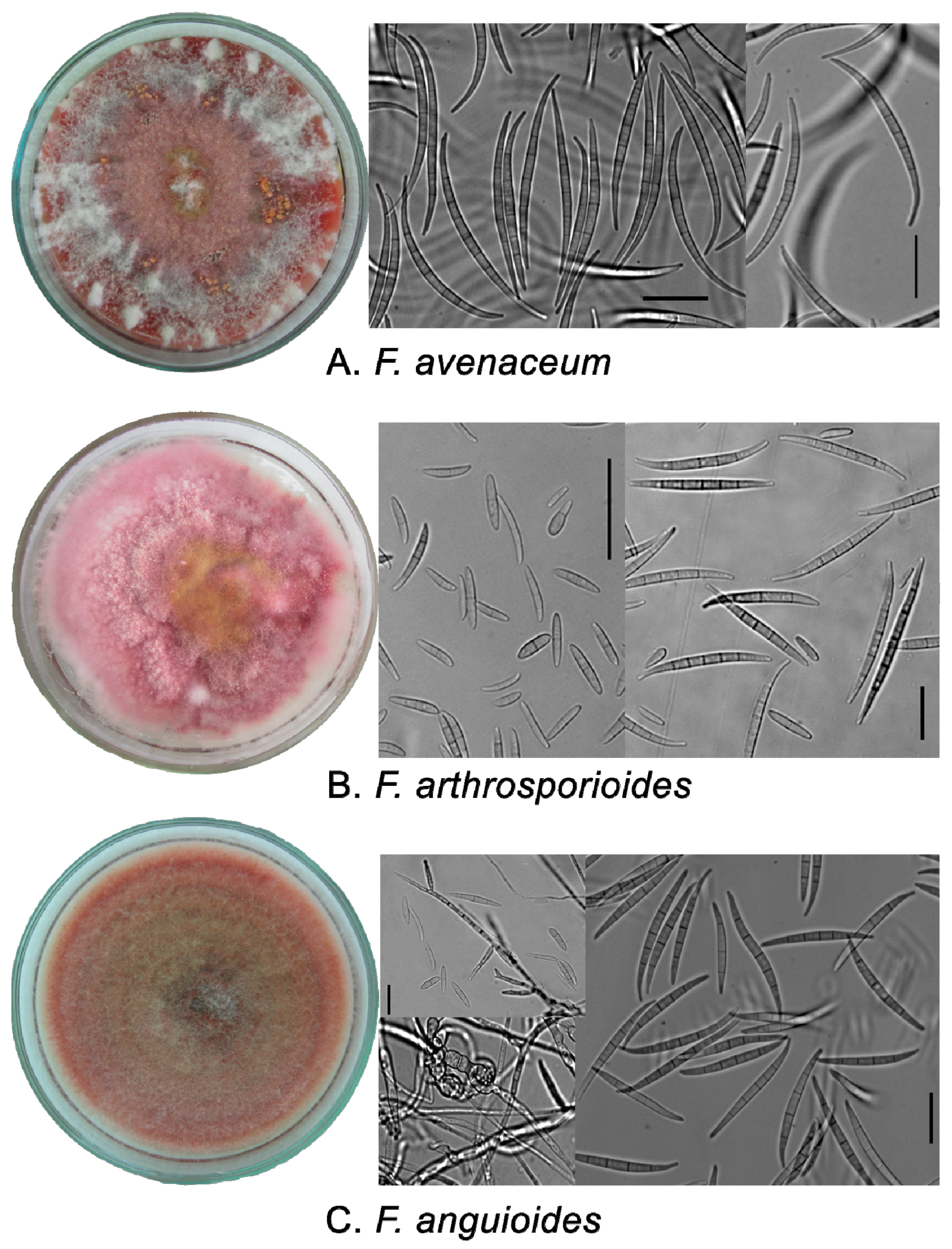 Pathogens 07 00094 g001
