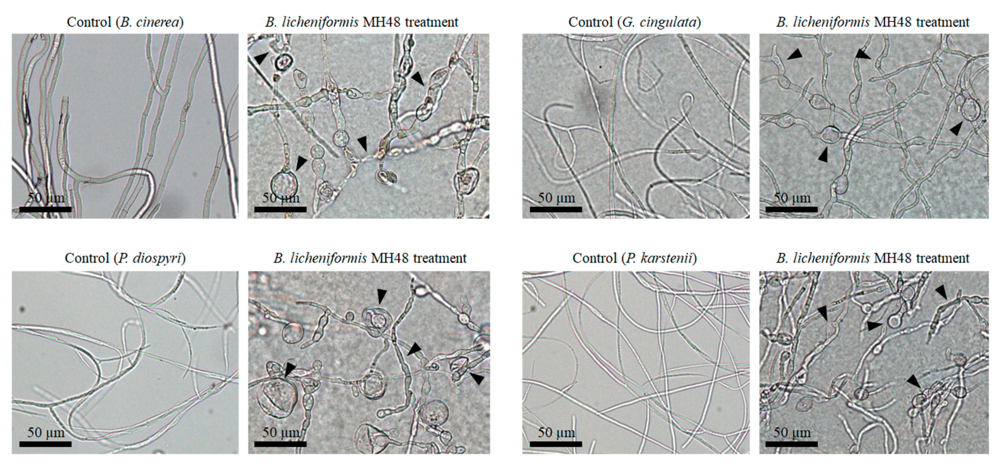 Pathogens 08 00006 g005 Pathogens 08 00006 g005