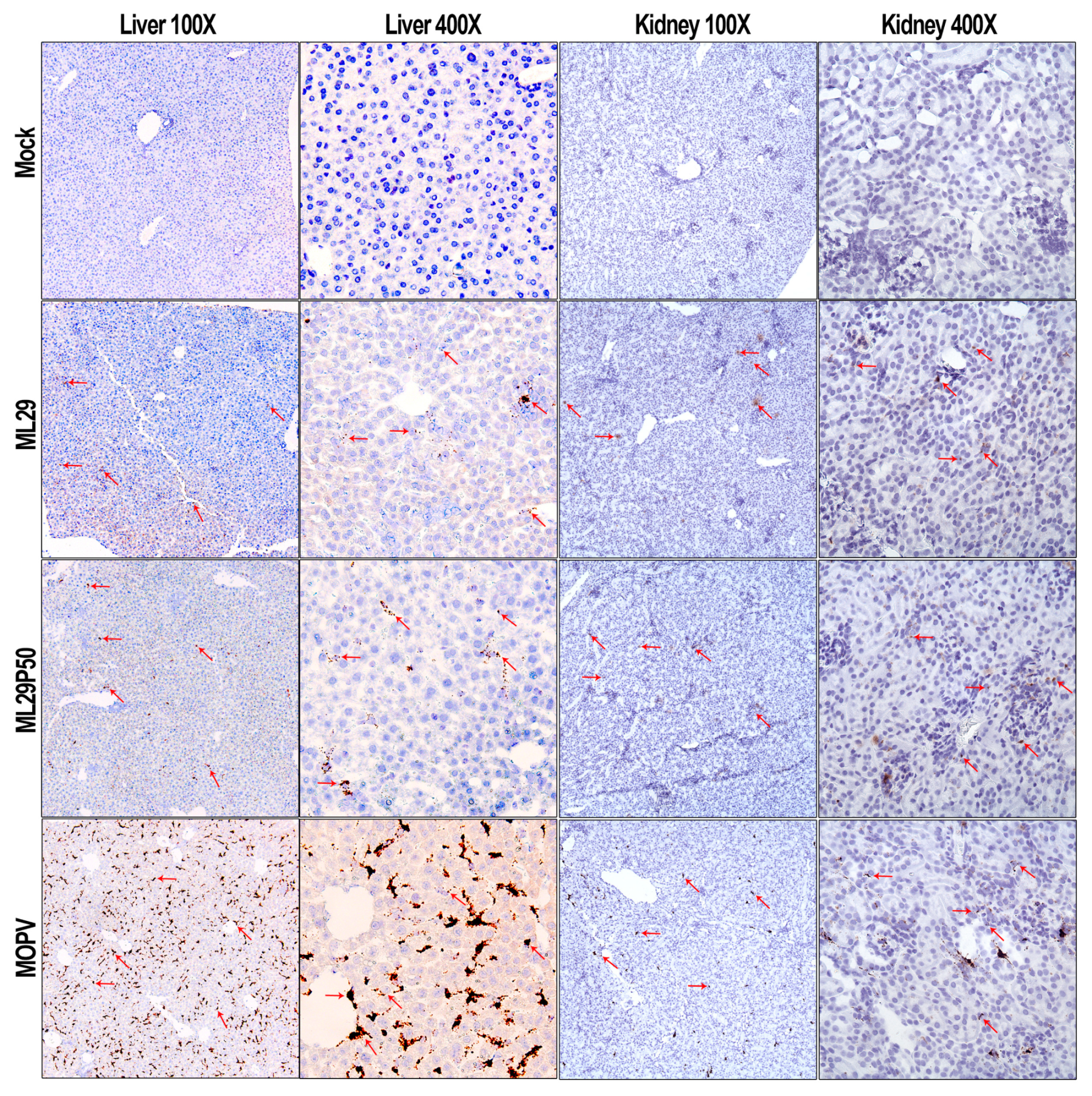 Pathogens 08 00009 g003 Pathogens 08 00009 g003
