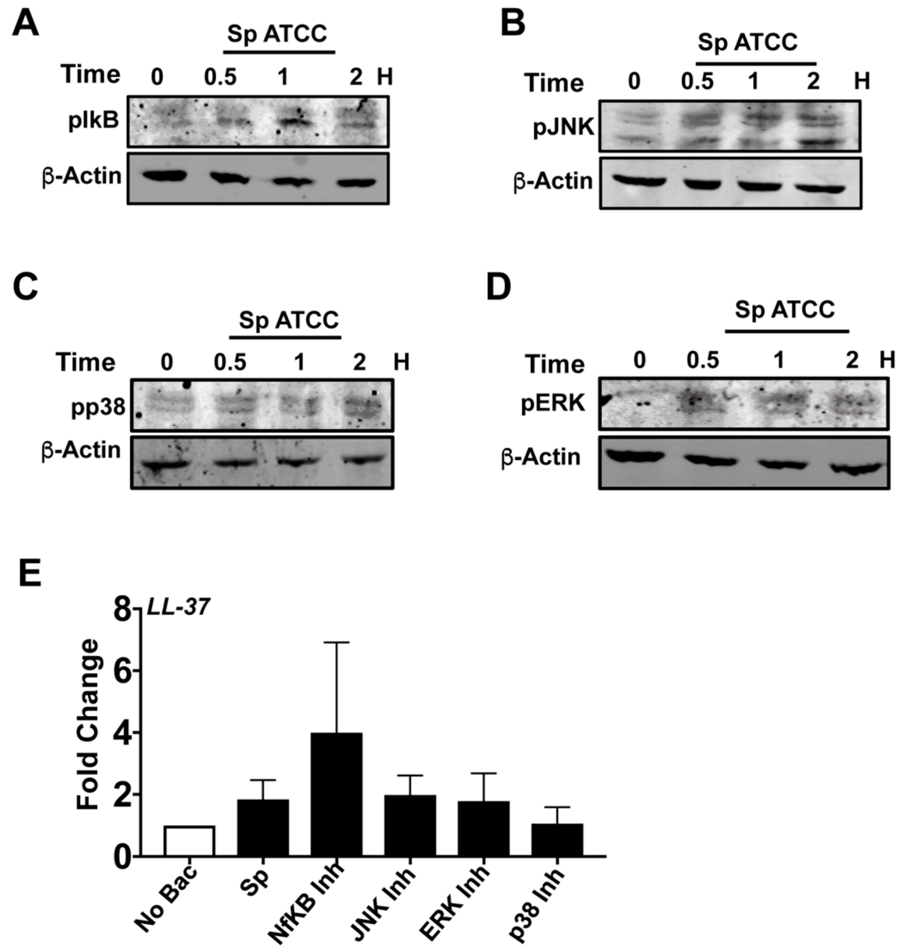 Pathogens 08 00031 g006