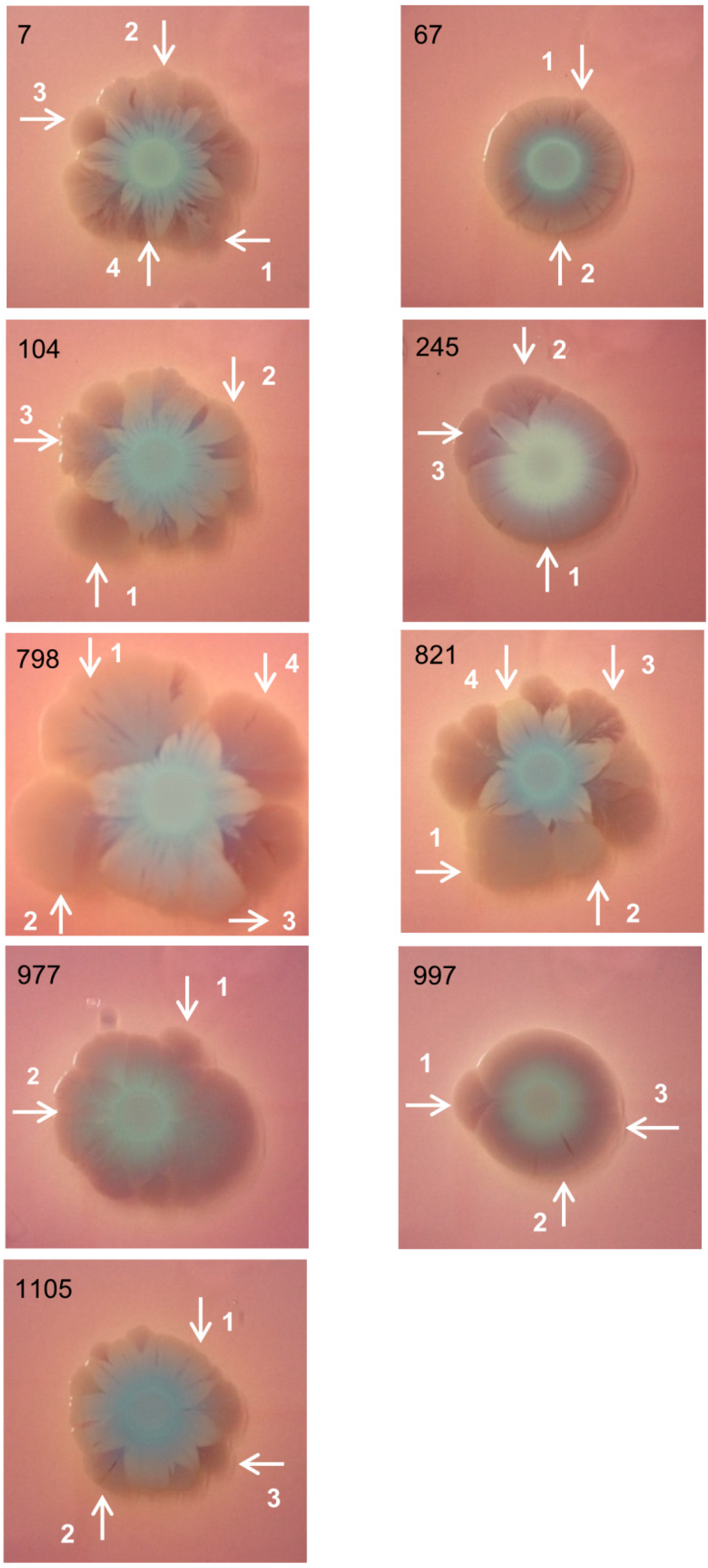 Pathogens 08 00049 g001 Pathogens 08 00049 g001