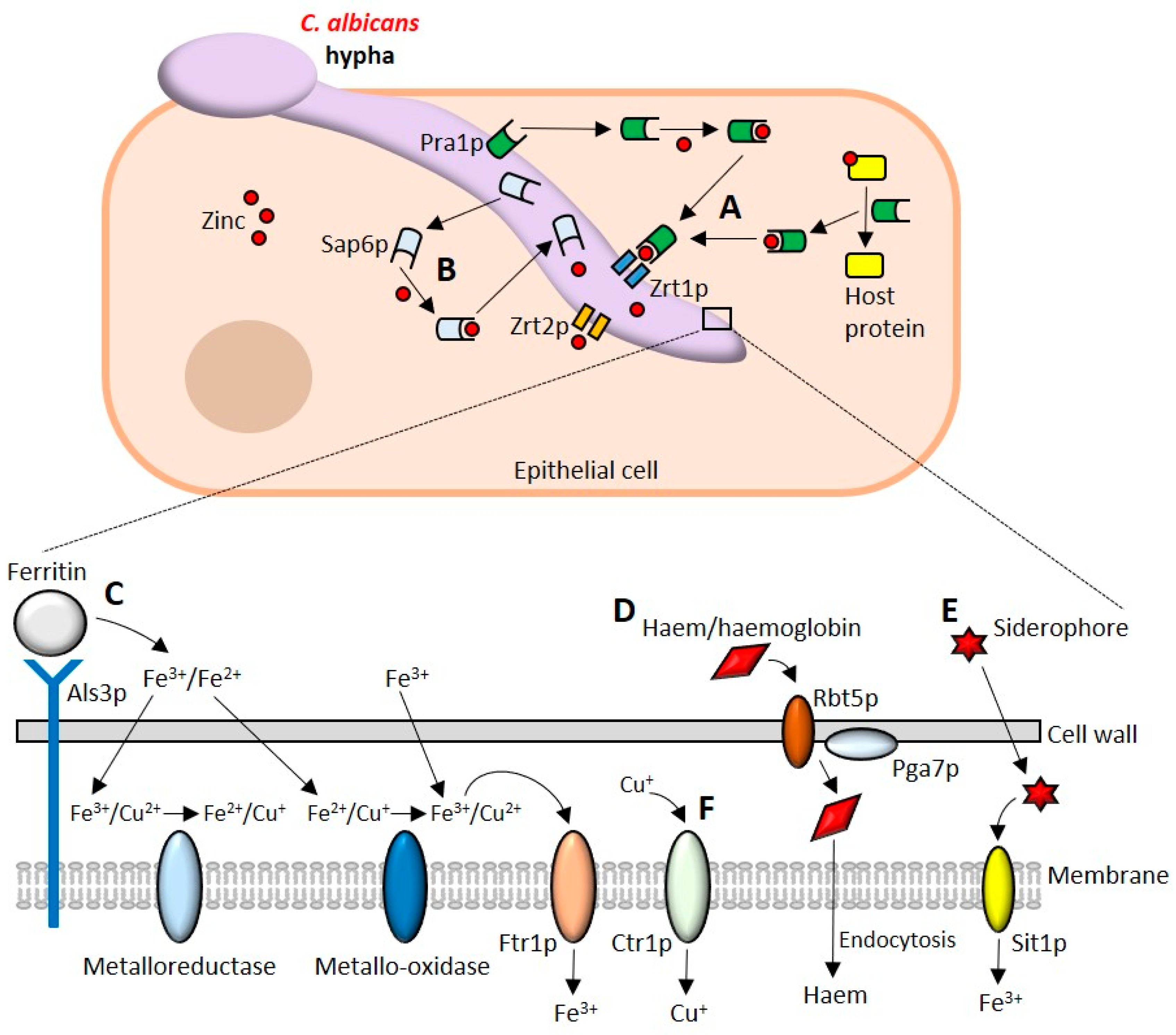 Pathogens 08 00053 g002 Pathogens 08 00053 g002