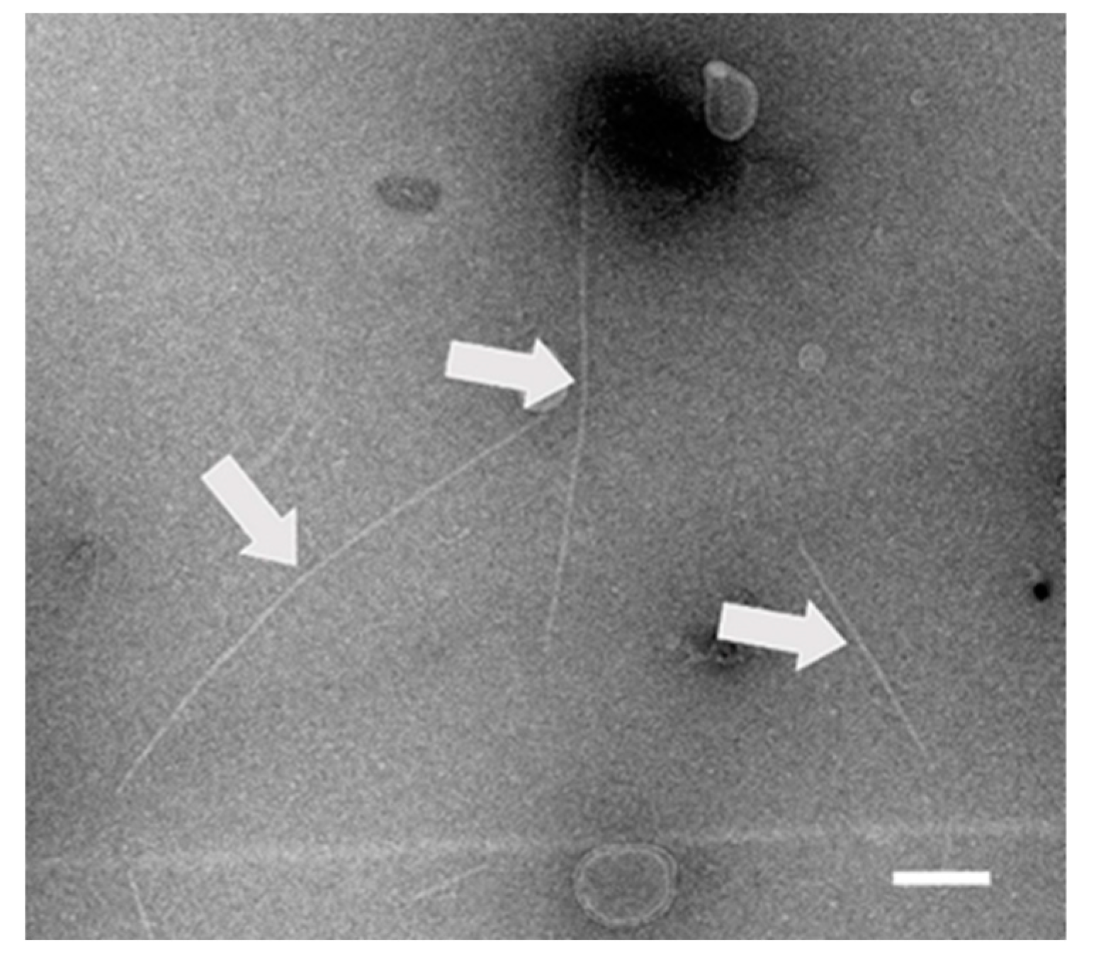 Pathogens 08 00057 g004 Pathogens 08 00057 g004