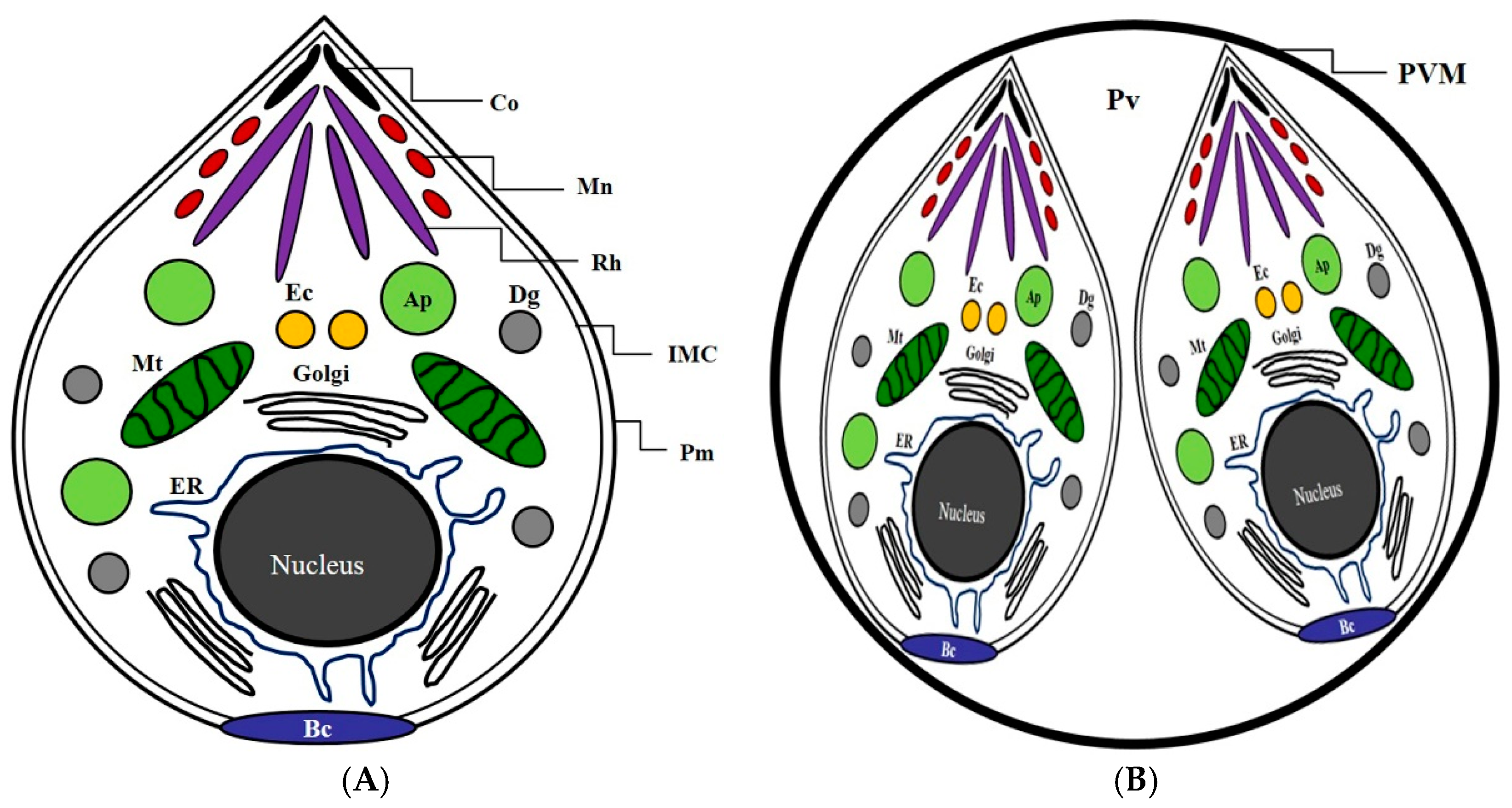 Trichomonas és Toxoplasma