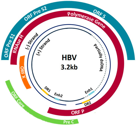 Pathogens Free Full Text Hepatitis B Virus Molecular Epidemiology Host Virus Interaction Coinfection And Laboratory Diagnosis In The Mena Region An Update Html
