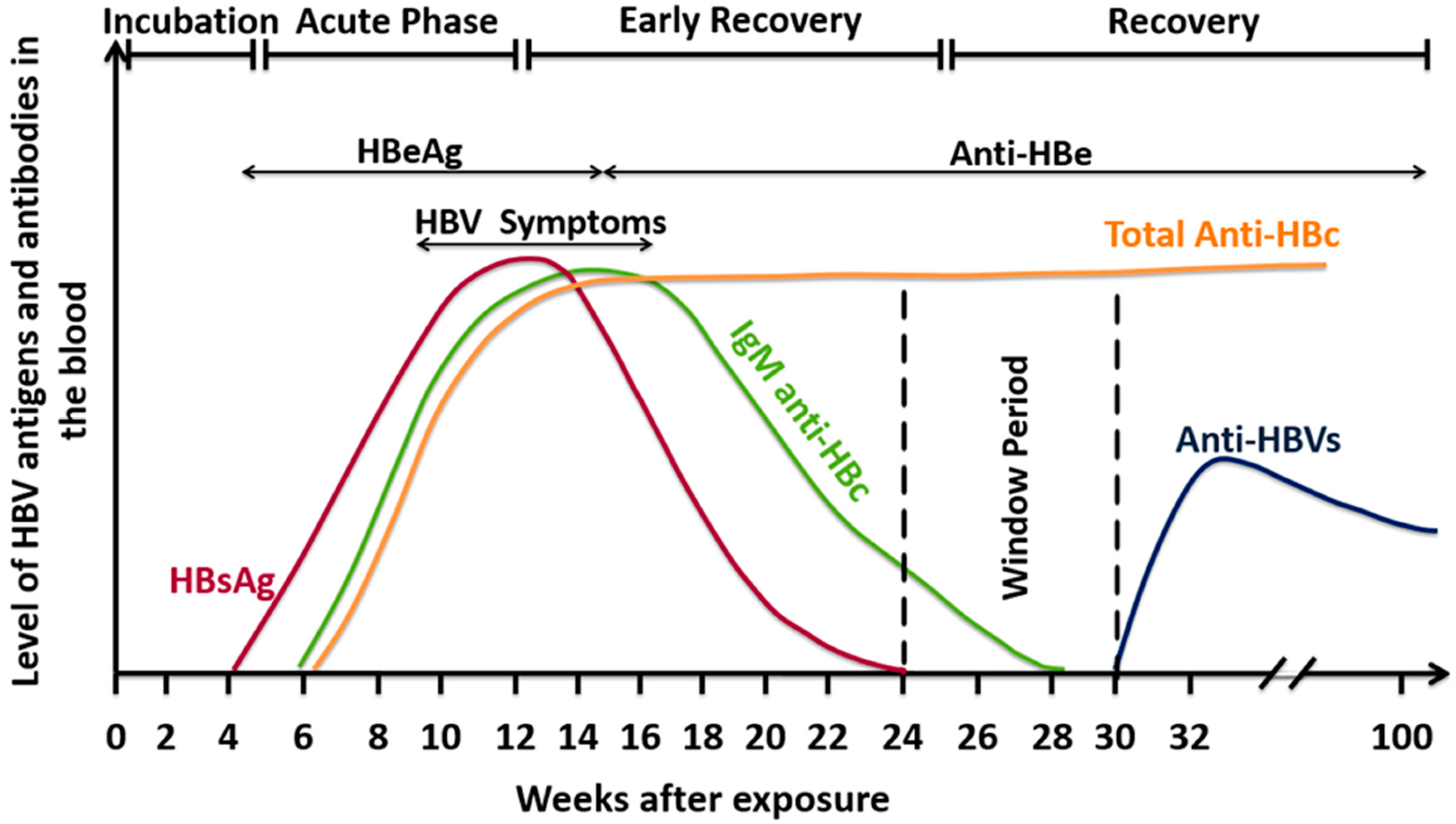 Pathogens Free Full Text Hepatitis B Virus Molecular