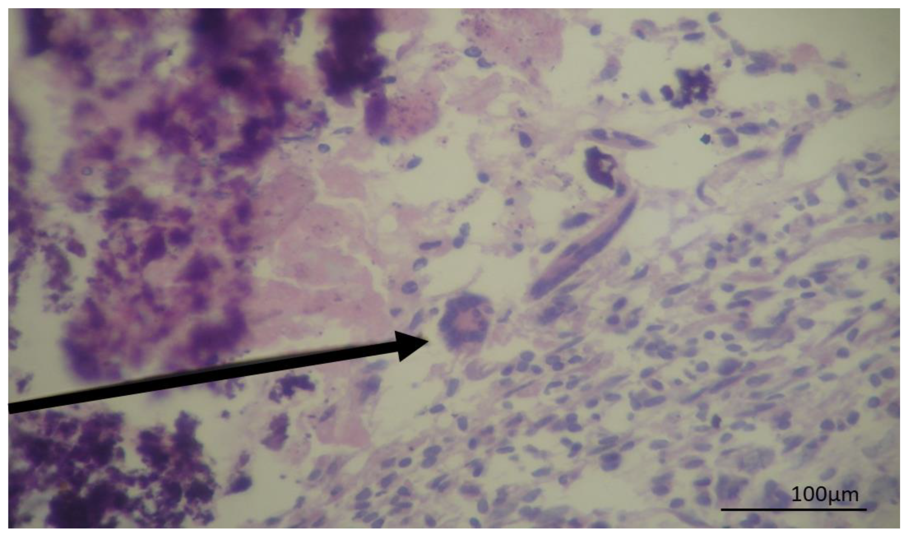 Pathogens 08 00066 g003 Pathogens 08 00066 g003