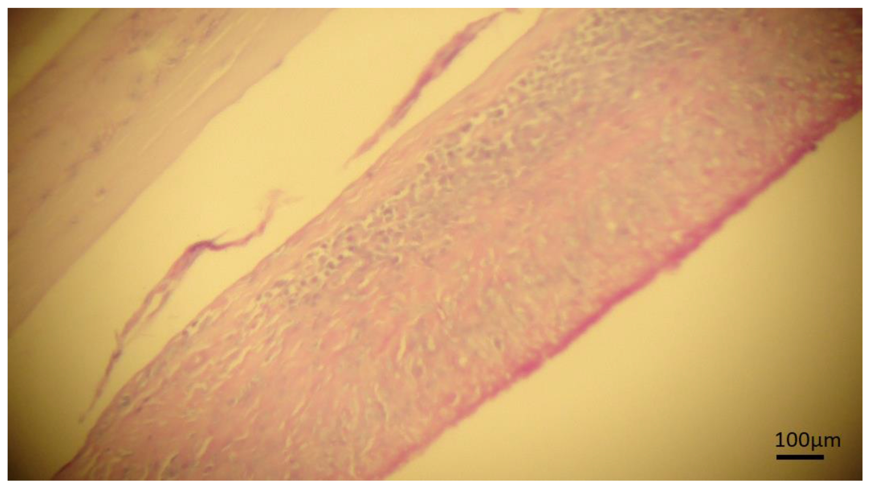 Pathogens 08 00066 g004 Pathogens 08 00066 g004