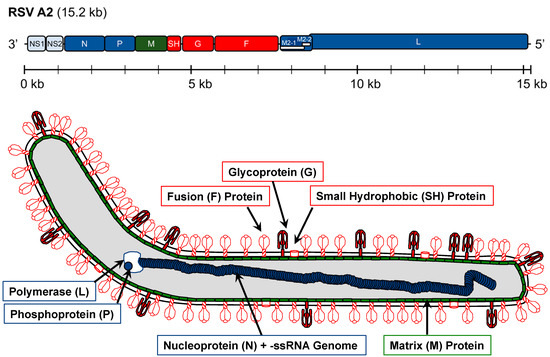 Pathogens Free Full Text A Contemporary View Of Respiratory Syncytial Virus Rsv Biology And Strain Specific Differences Html