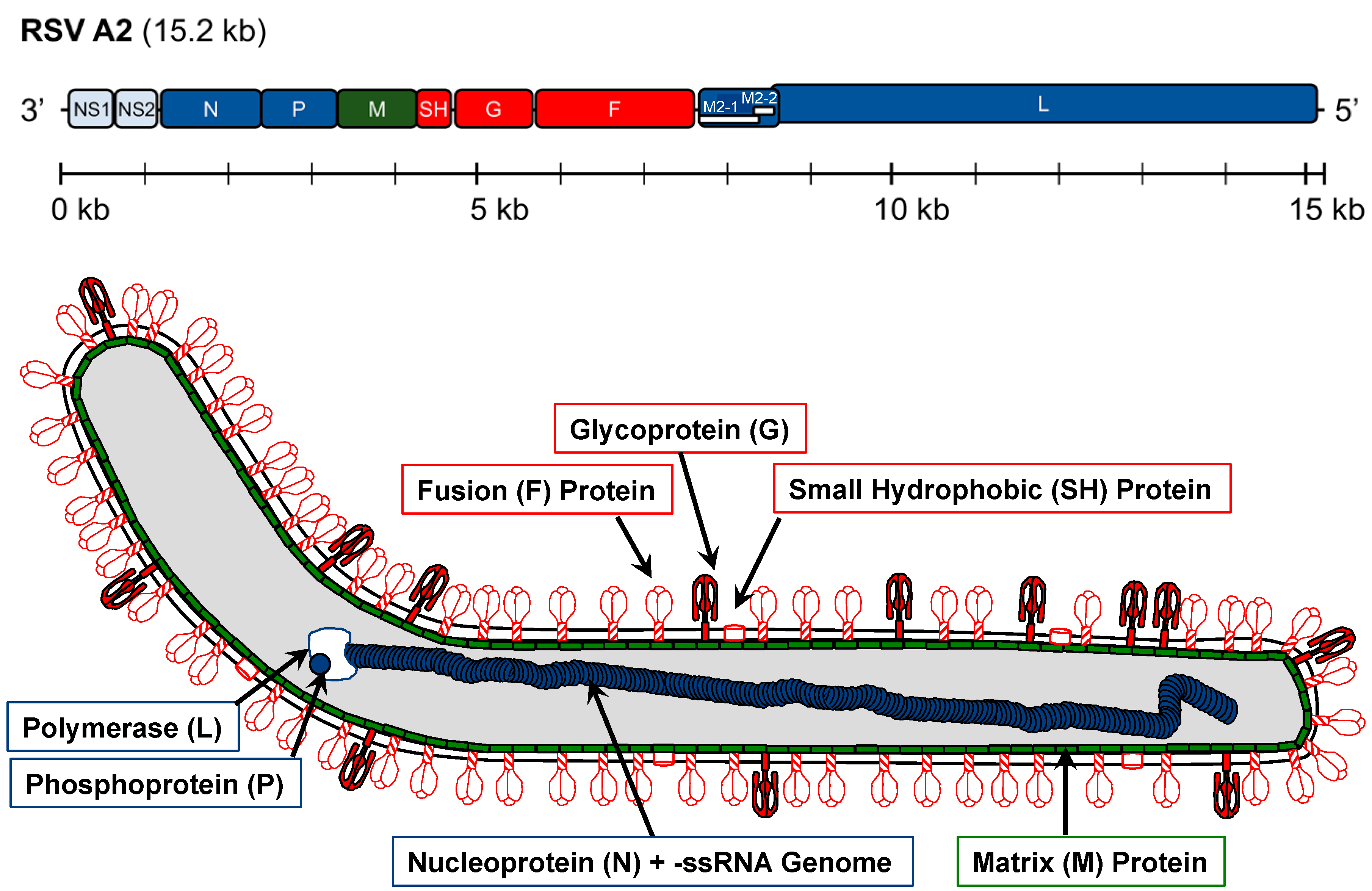 Pathogens 08 00067 g001 Pathogens 08 00067 g001