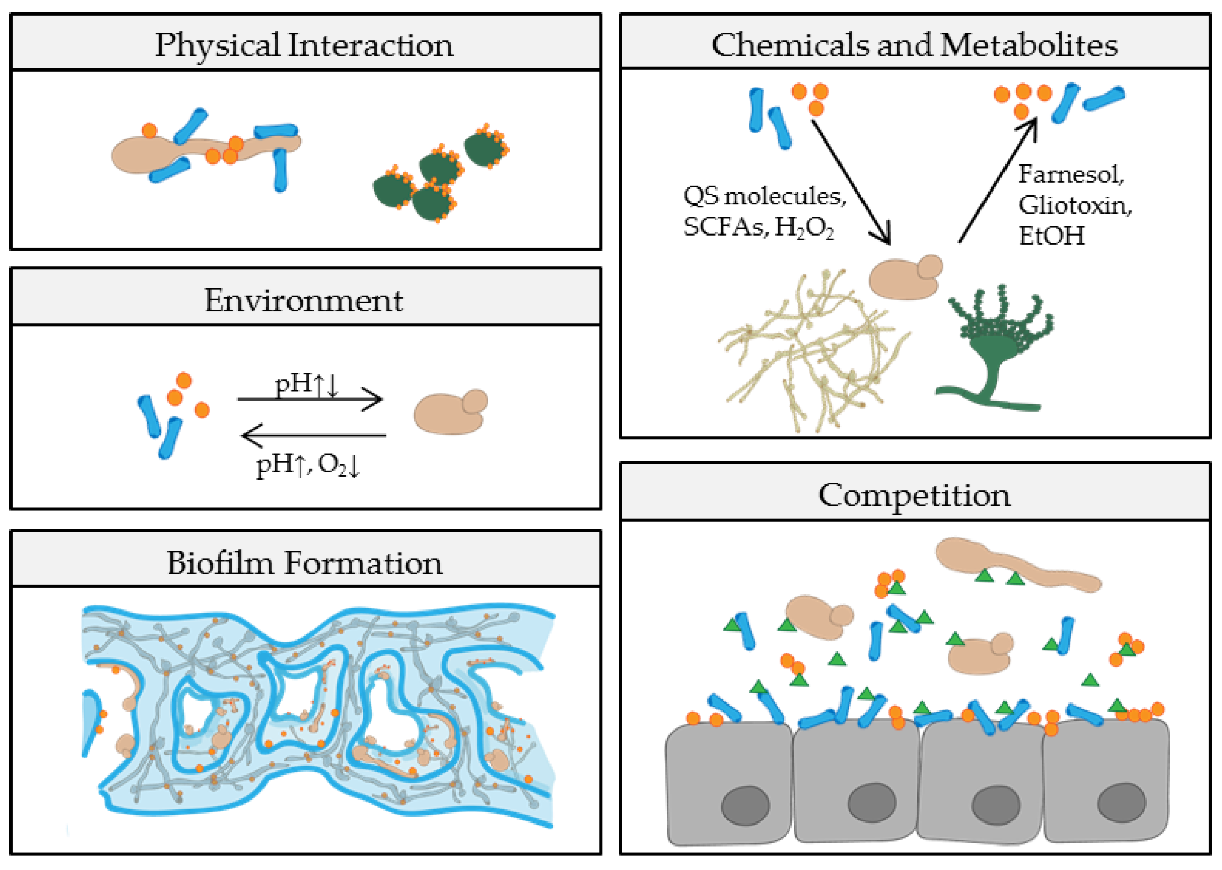 Pathogens | Free Full-Text | Fungal-Bacterial Interactions in Health