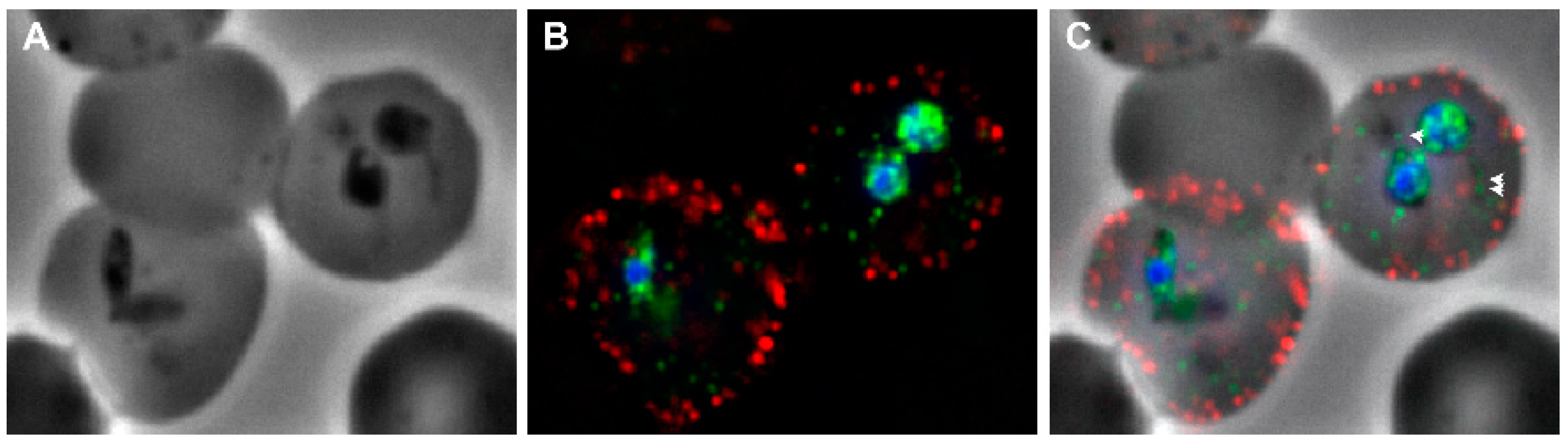 Pathogens 08 00076 g003 Pathogens 08 00076 g003