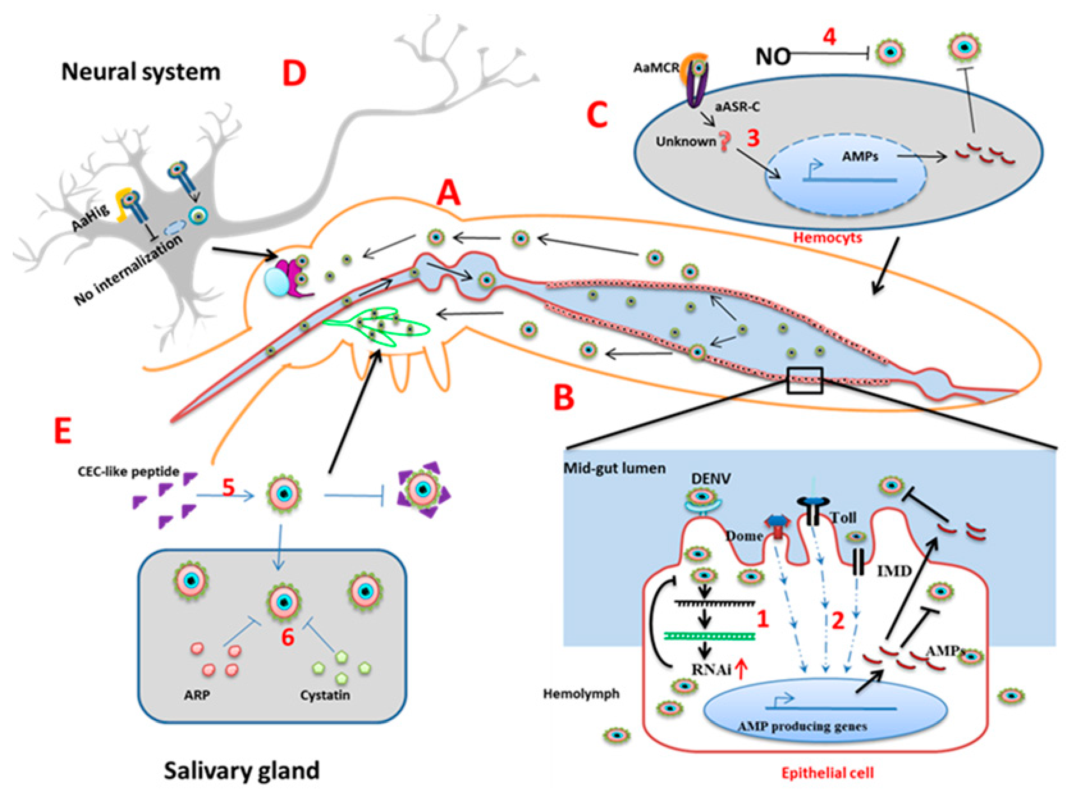 Pathogens 08 00077 g003 Pathogens 08 00077 g003