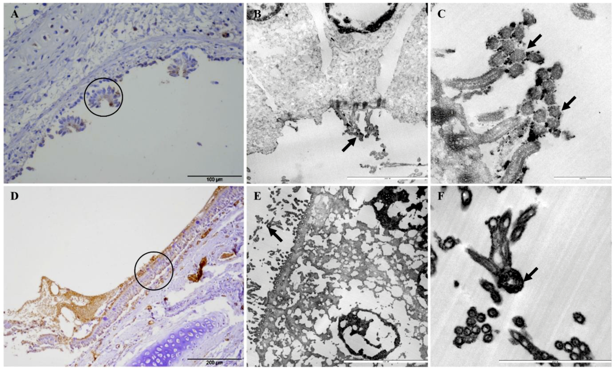 Pathogens 08 00082 g006 Pathogens 08 00082 g006