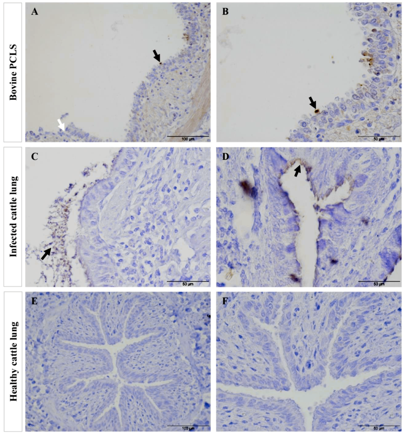 Pathogens 08 00082 g009 Pathogens 08 00082 g009