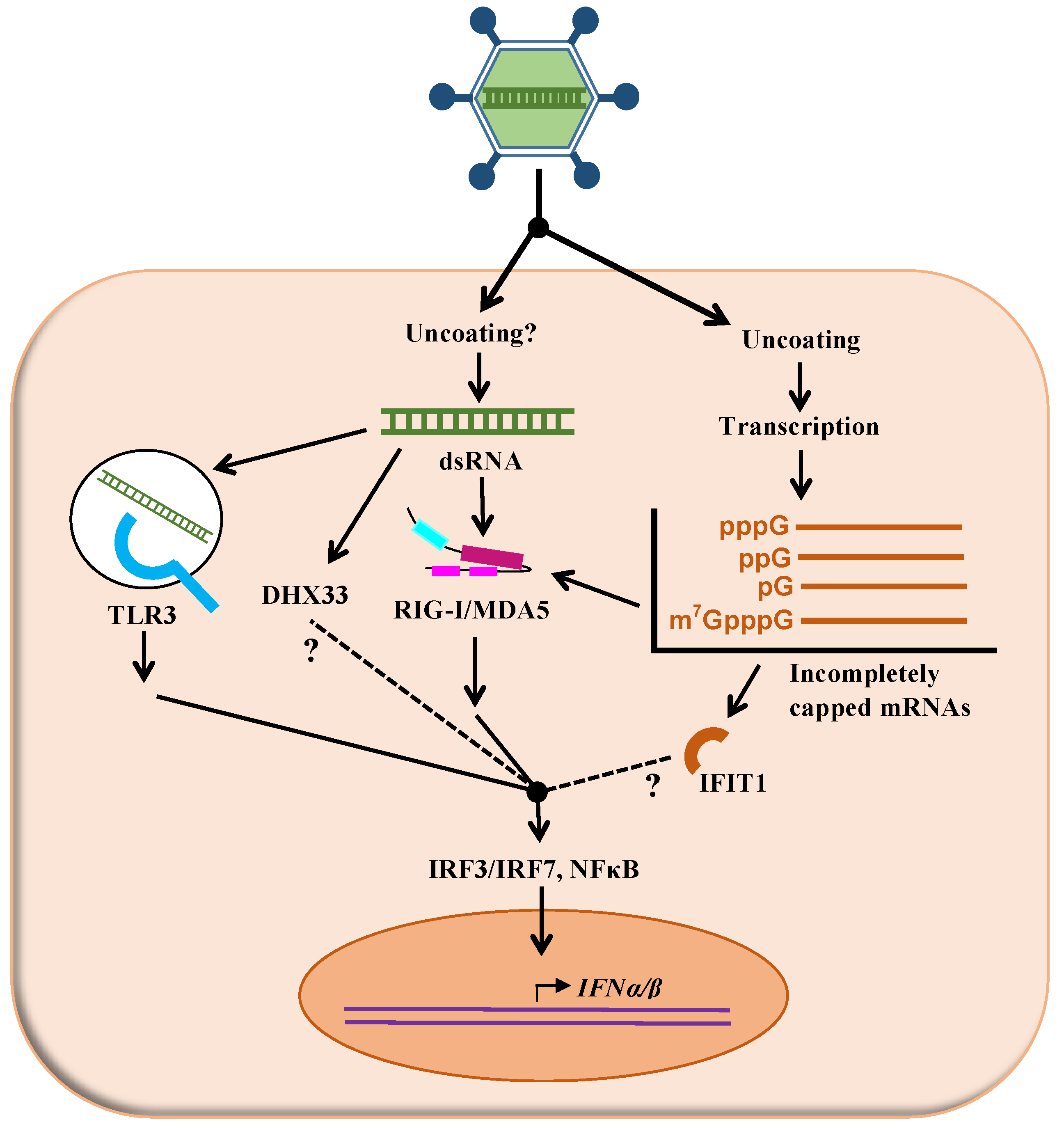 Pathogens Free Full Text How Many Mammalian Reovirus Proteins Are Involved In The Control Of The Interferon Response Html Pathogens Free Full Text How Many Mammalian Reovirus Proteins Are Involved In The Control Of The Interferon Response Html