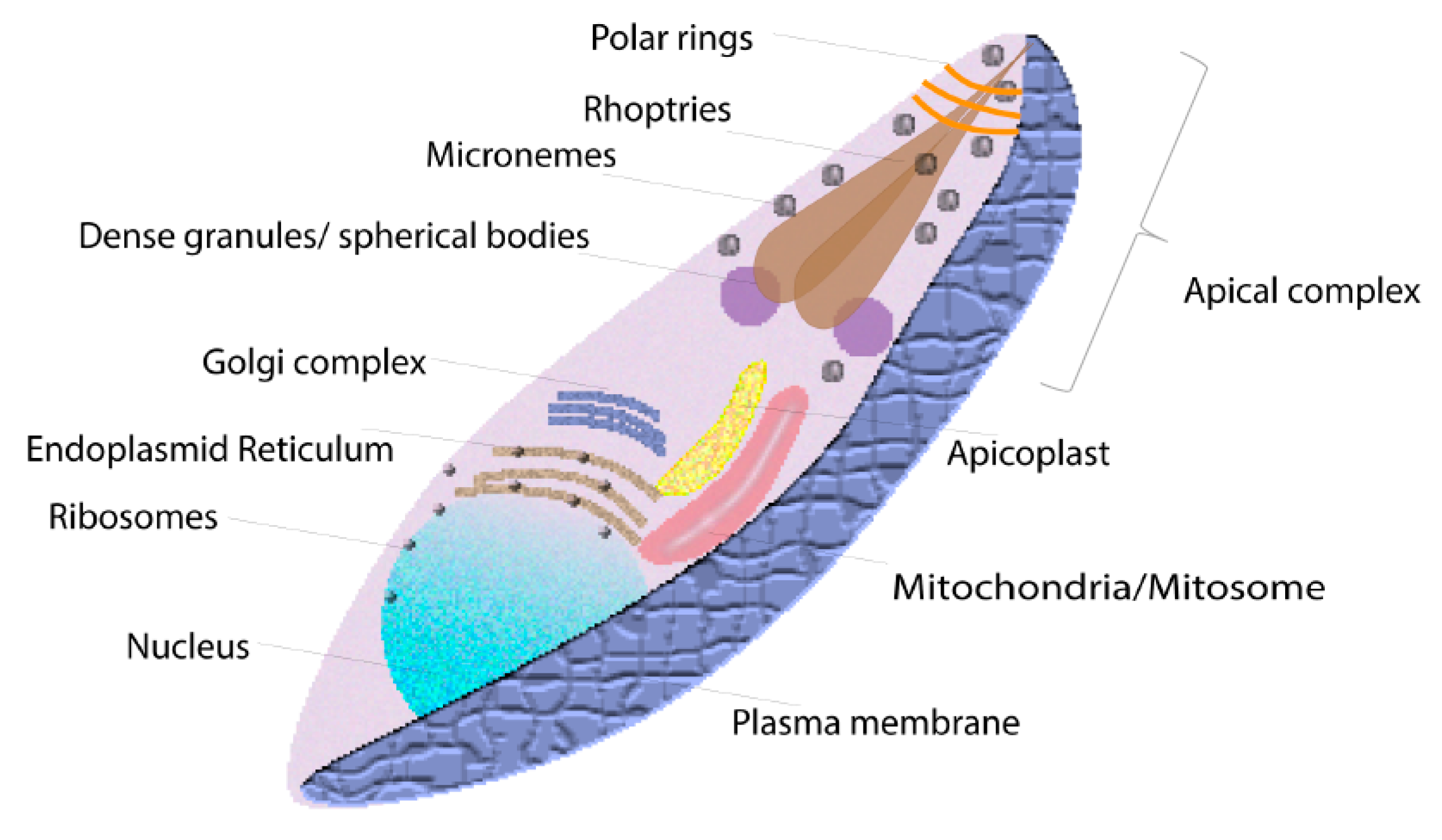 Pathogens 08 00097 g001