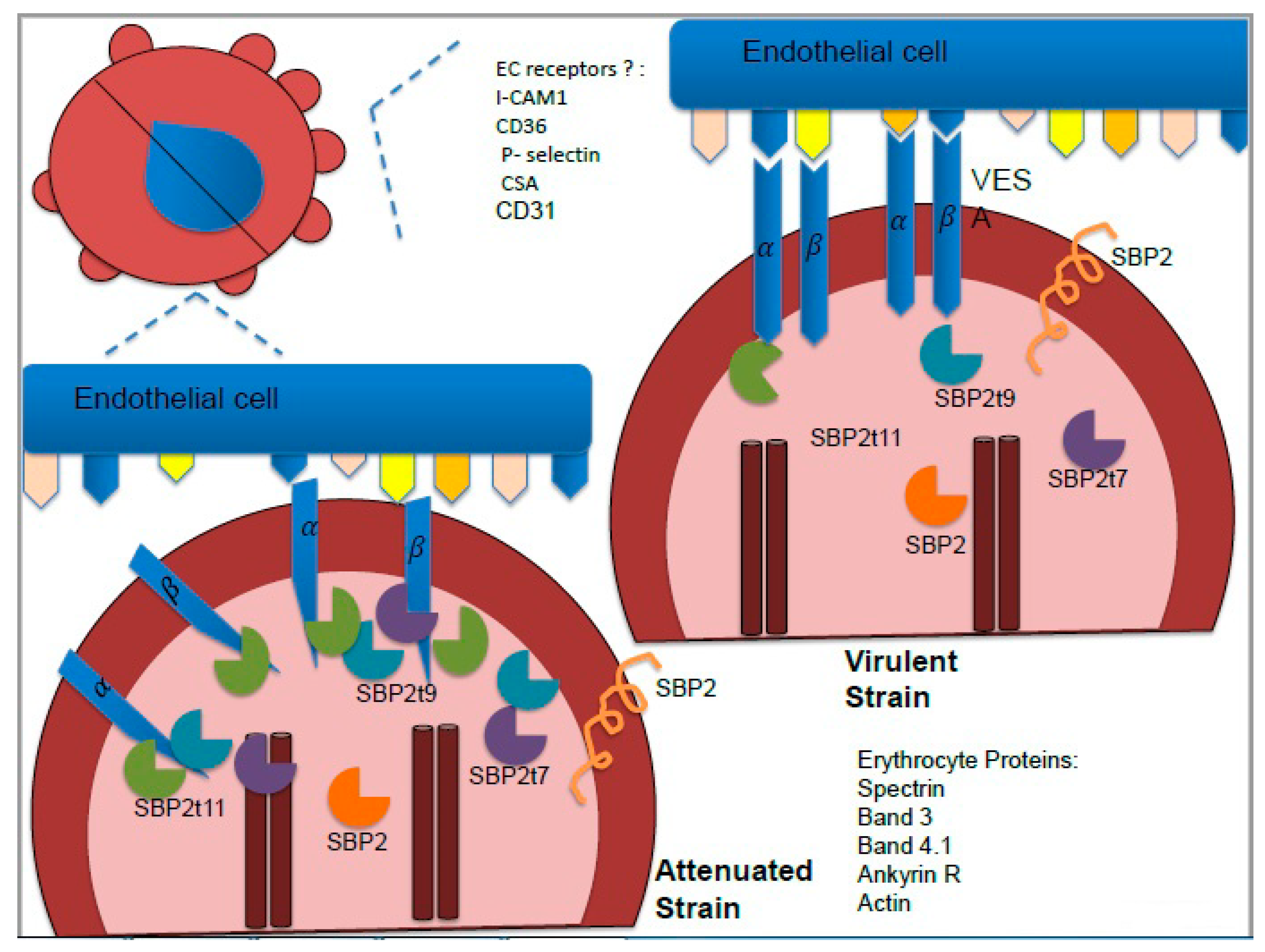 Pathogens 08 00097 g004