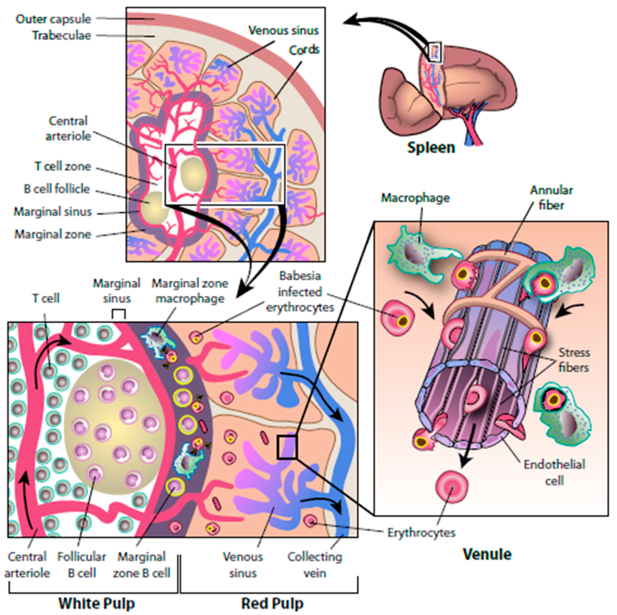 Pathogens 08 00102 g003
