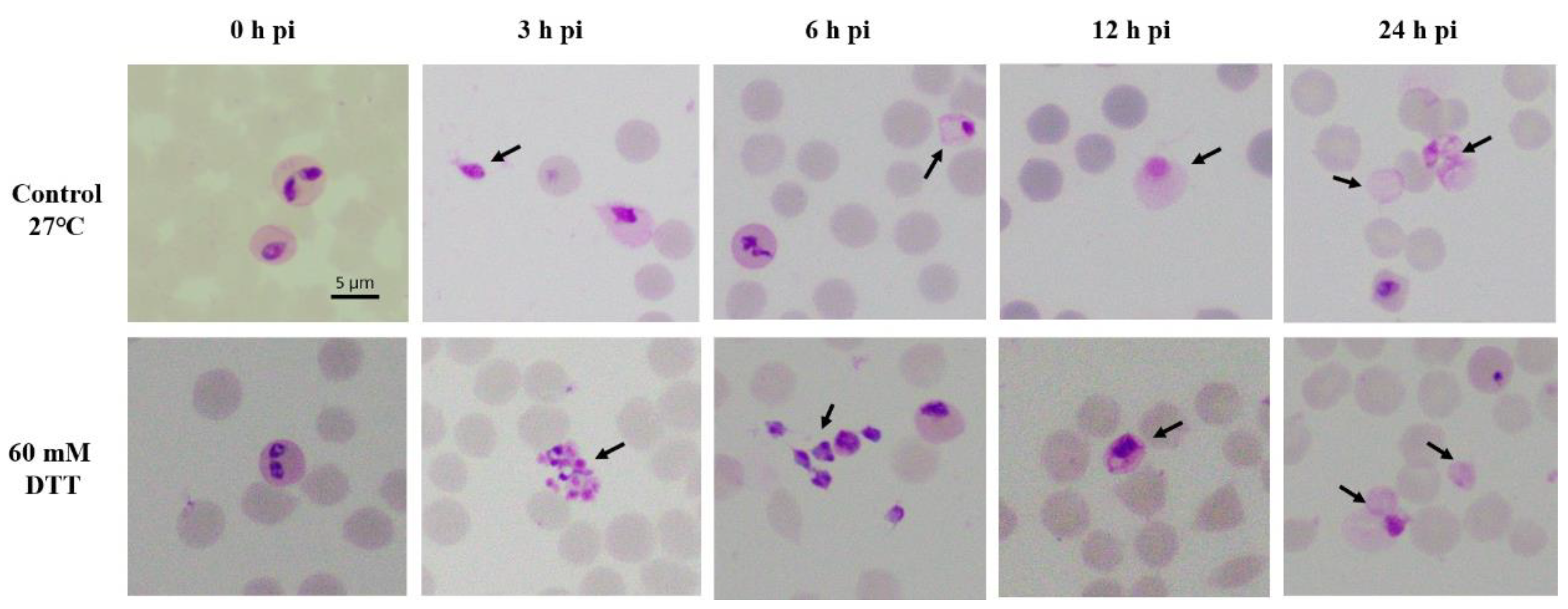 Pathogens 08 00104 g001 550