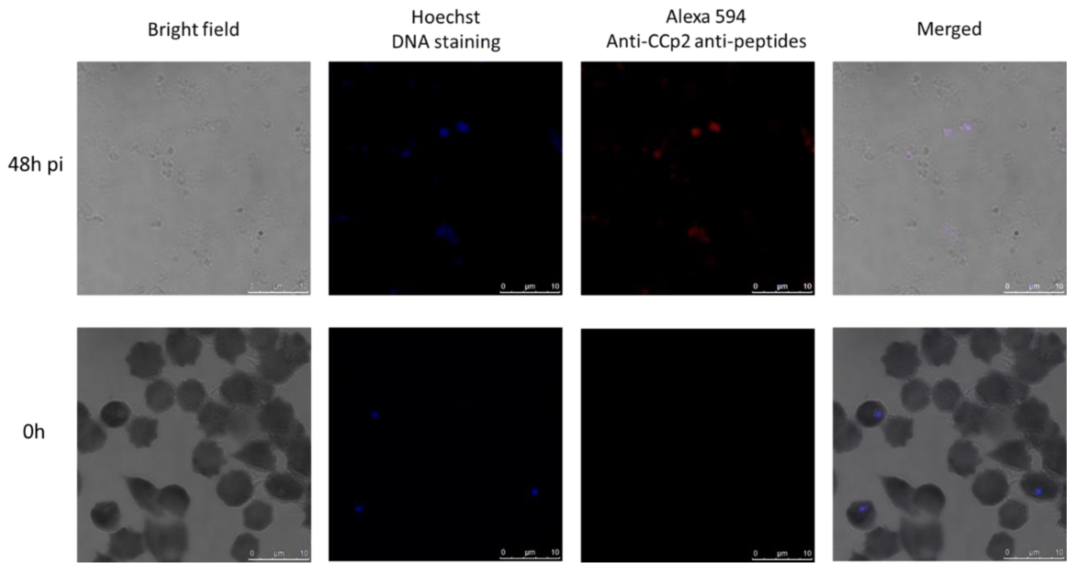 Pathogens 08 00104 g003 550