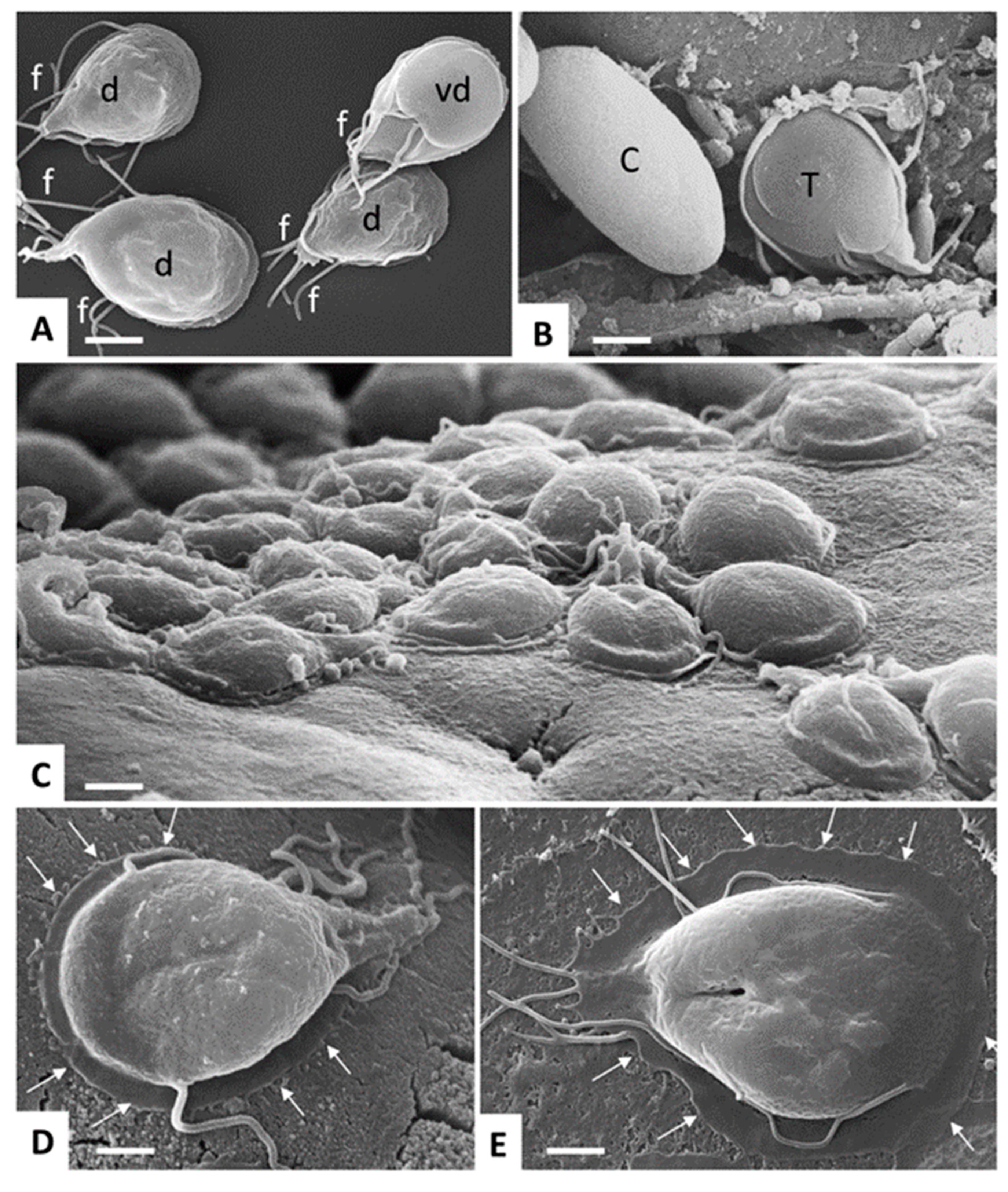 giardia a model organism