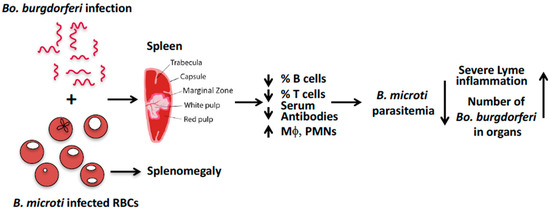 Pathogens 08 00117 g001 550