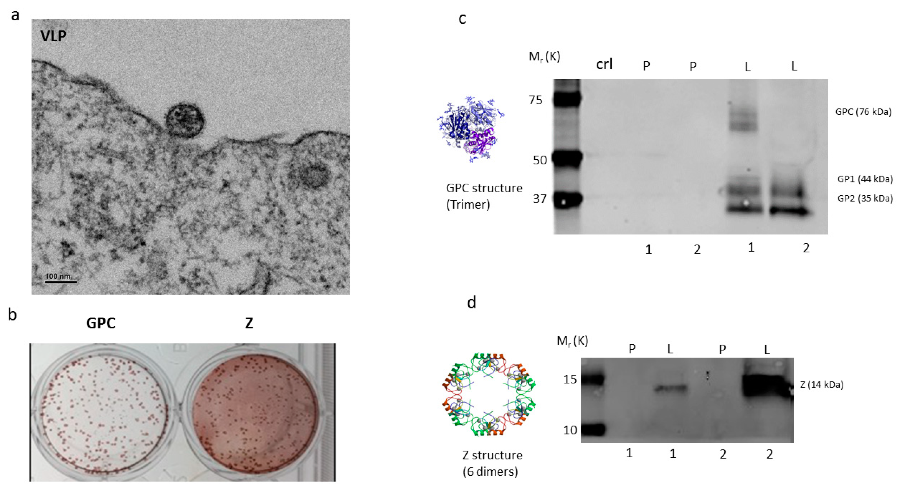 Pathogens 08 00133 g002 Pathogens 08 00133 g002