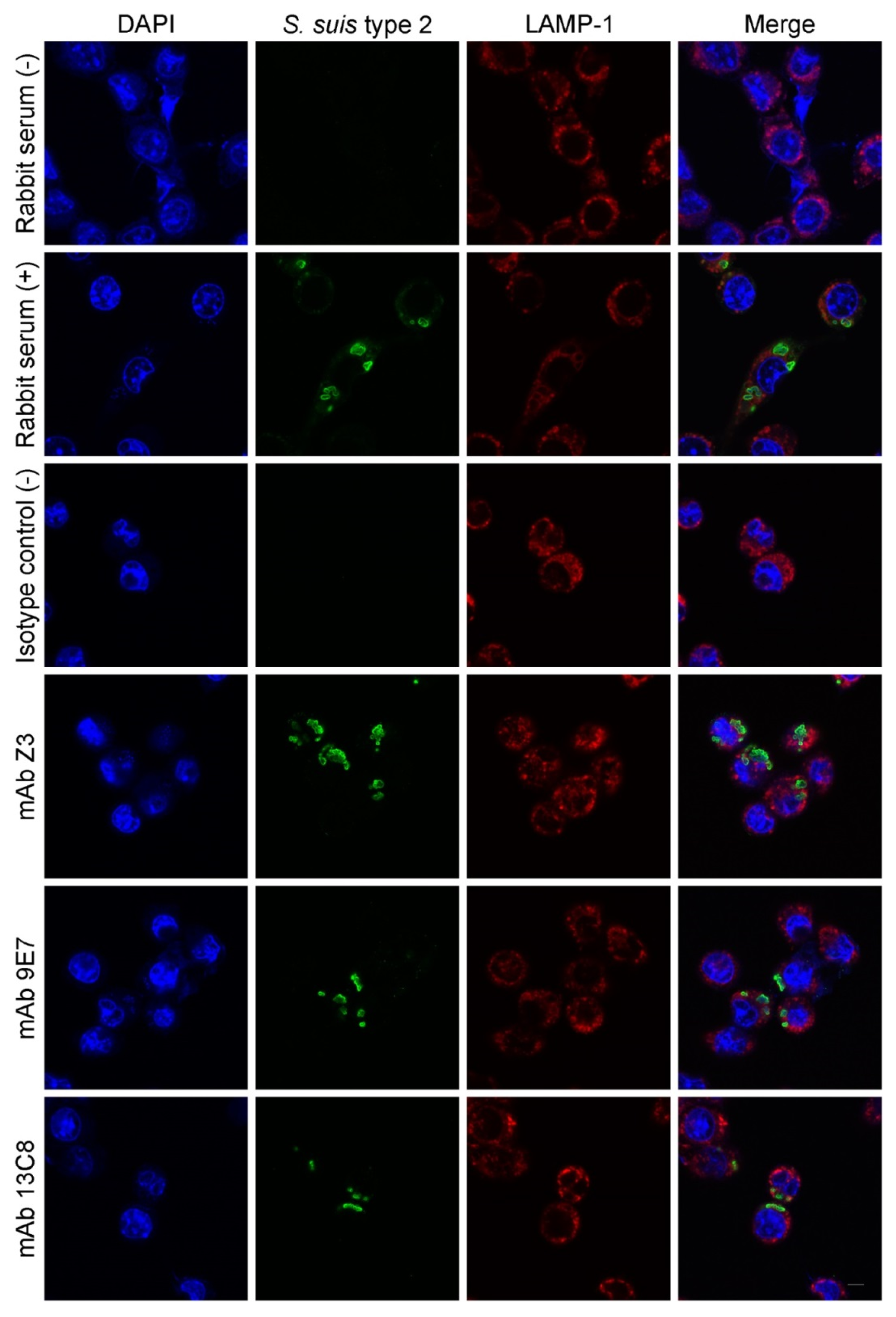 Pathogens 08 00139 g007 Pathogens 08 00139 g007